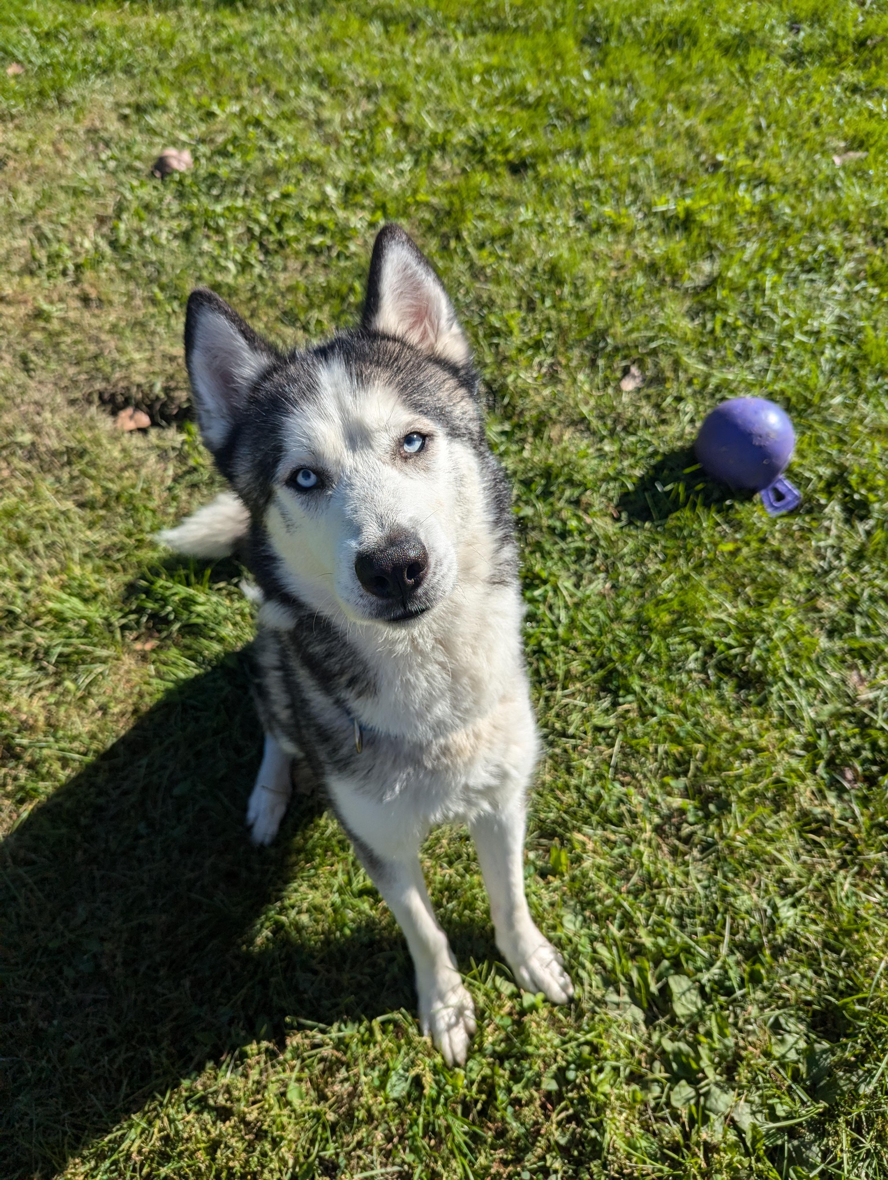 Jack, an adoptable Husky in Oconto, WI, 54153 | Photo Image 2