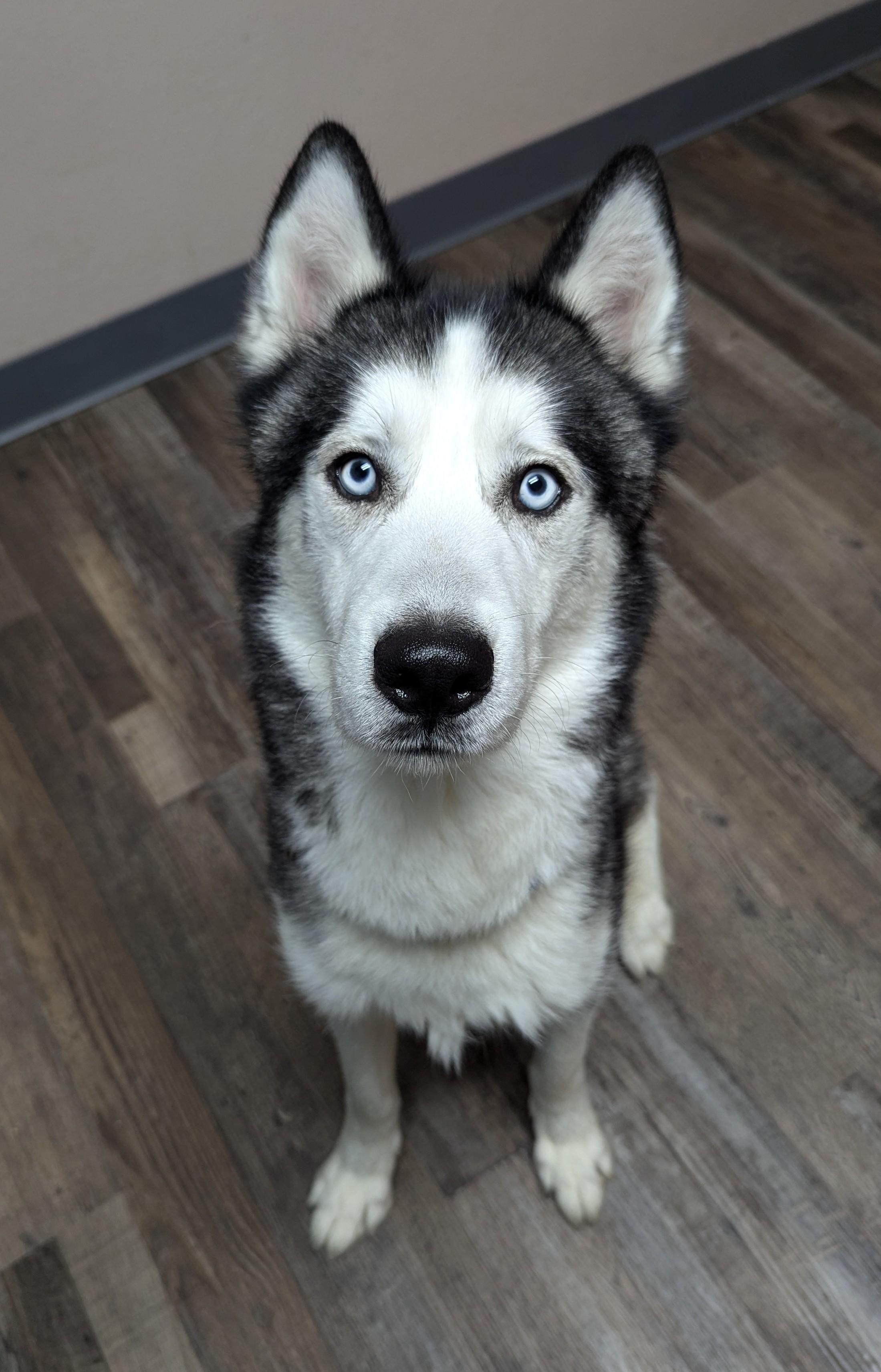 Jack, an adoptable Husky in Oconto, WI, 54153 | Photo Image 3