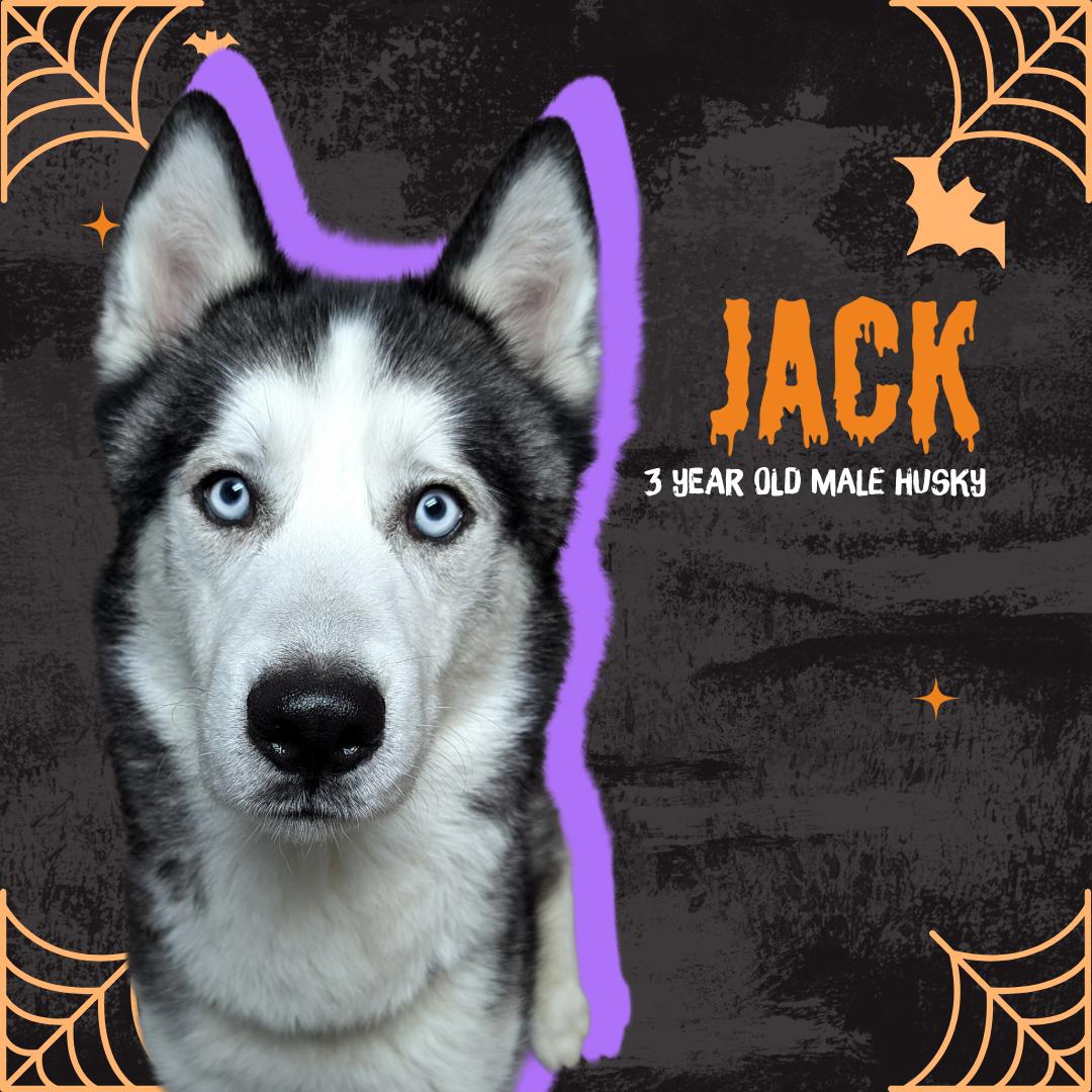 Jack, an adoptable Husky in Oconto, WI, 54153 | Photo Image 1