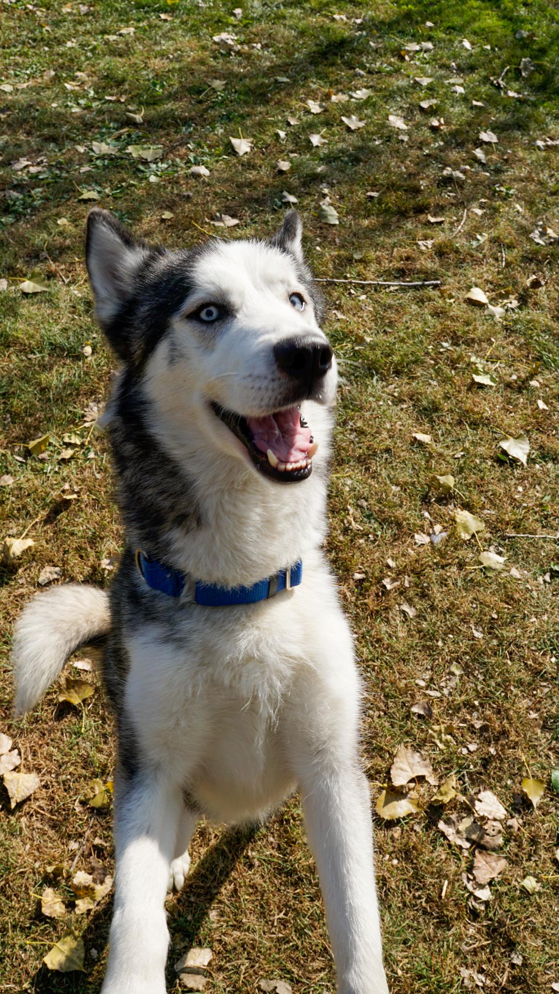 Jack, an adoptable Husky in Oconto, WI, 54153 | Photo Image 4