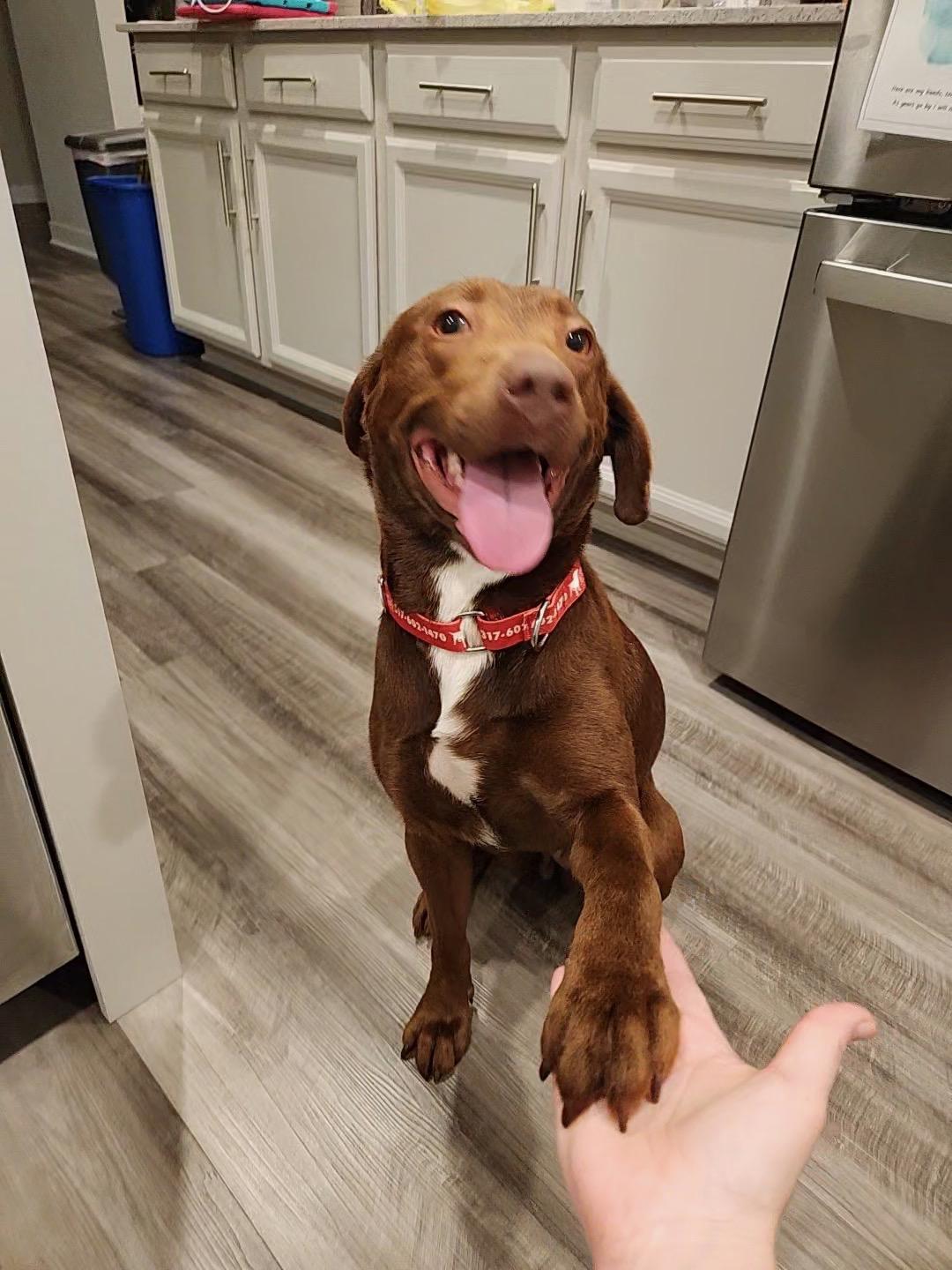 Enlarge Pixie, a Adoptable Labrador Retriever in Indianapolis, IN image 4/4