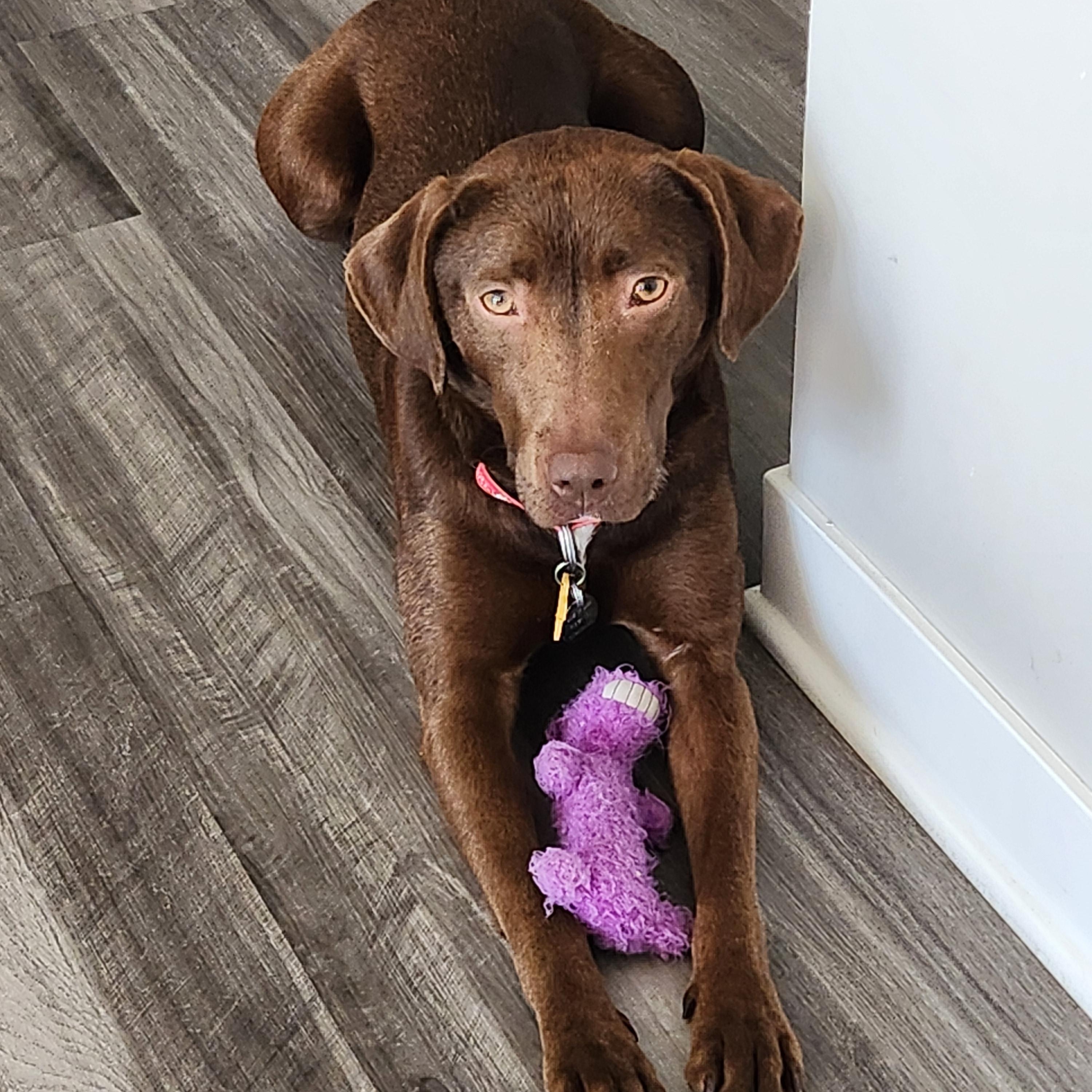 Enlarge Pixie, a Adoptable Labrador Retriever in Indianapolis, IN image 1/4