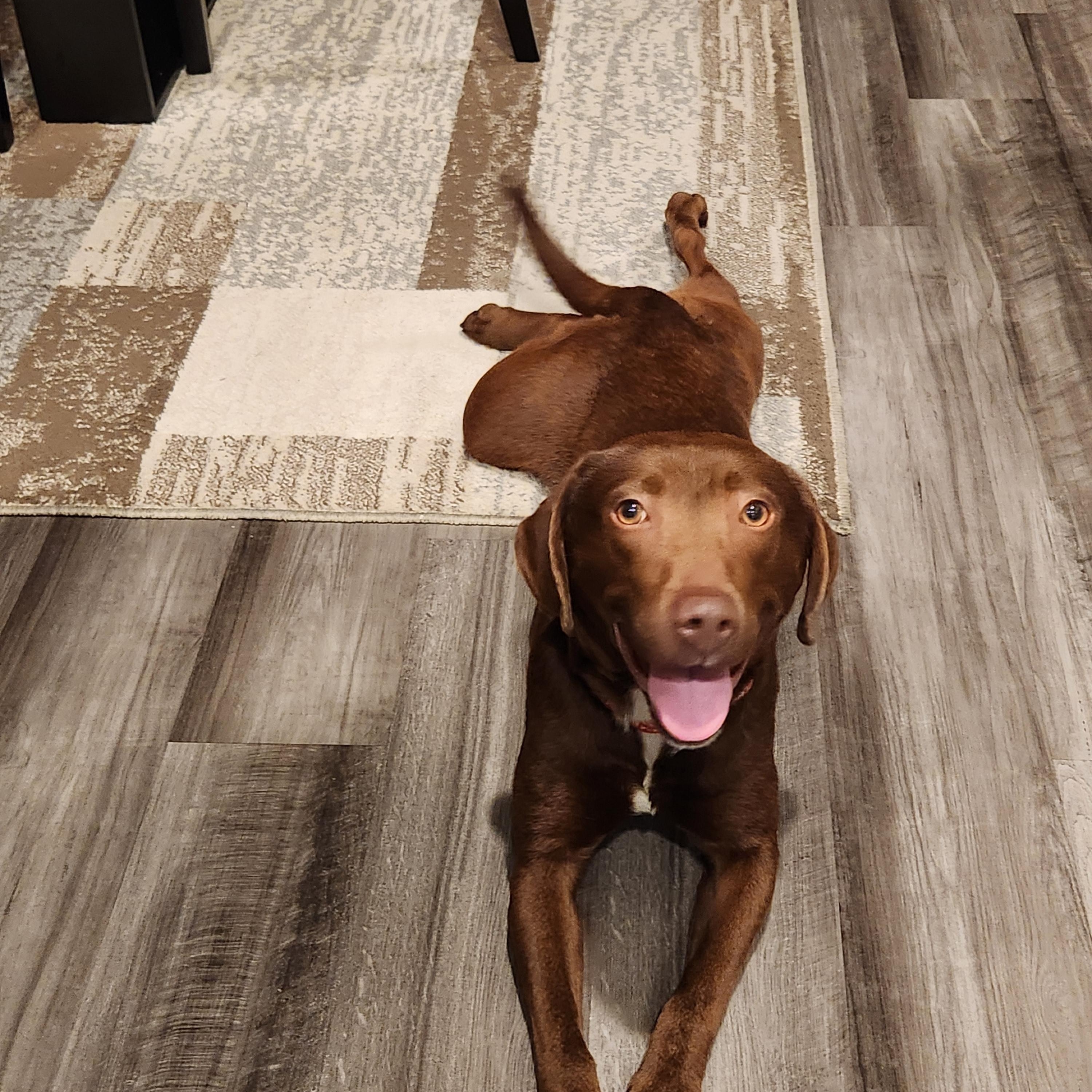 Enlarge Pixie, a Adoptable Labrador Retriever in Indianapolis, IN image 2/4