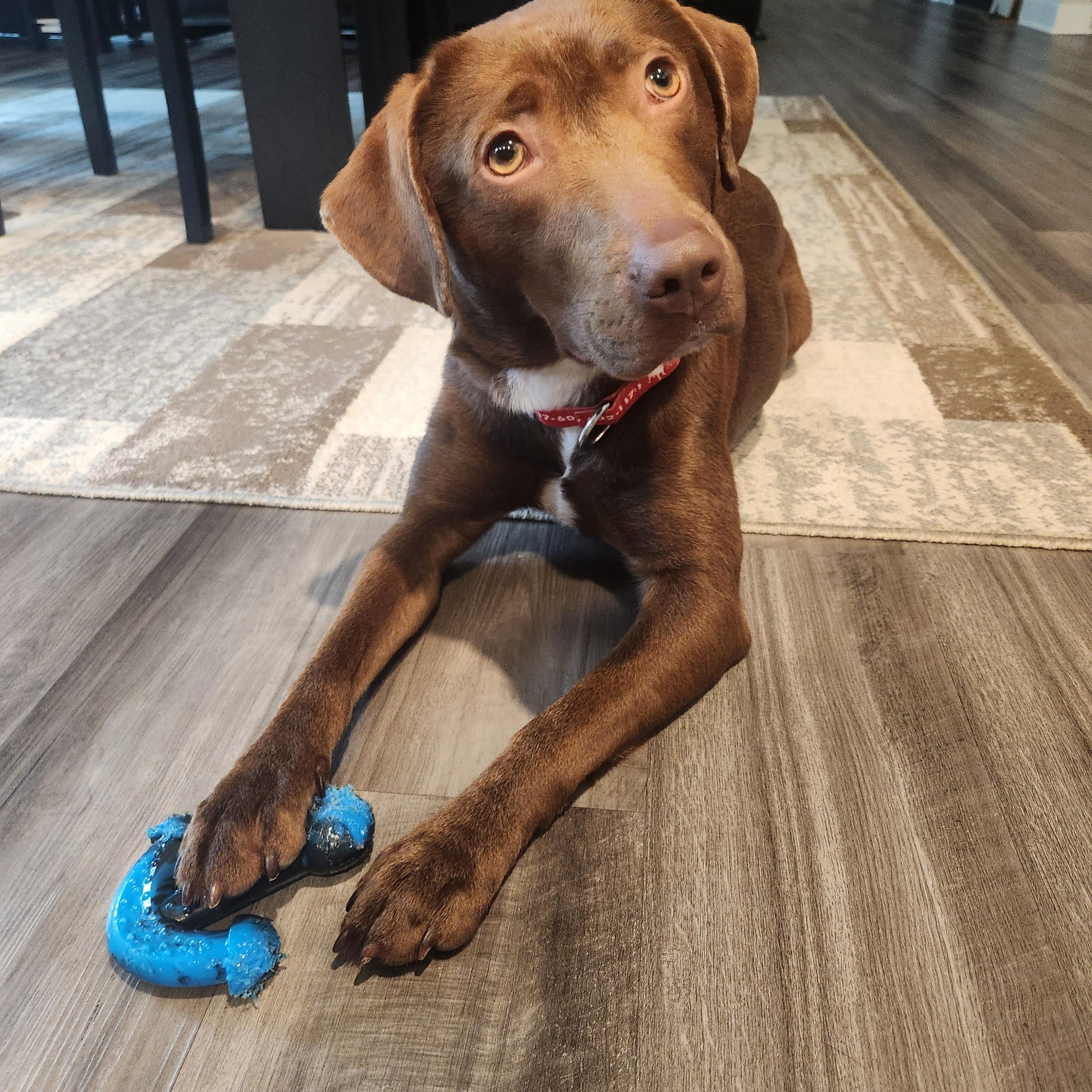 Enlarge Pixie, a Adoptable Labrador Retriever in Indianapolis, IN image 3/4