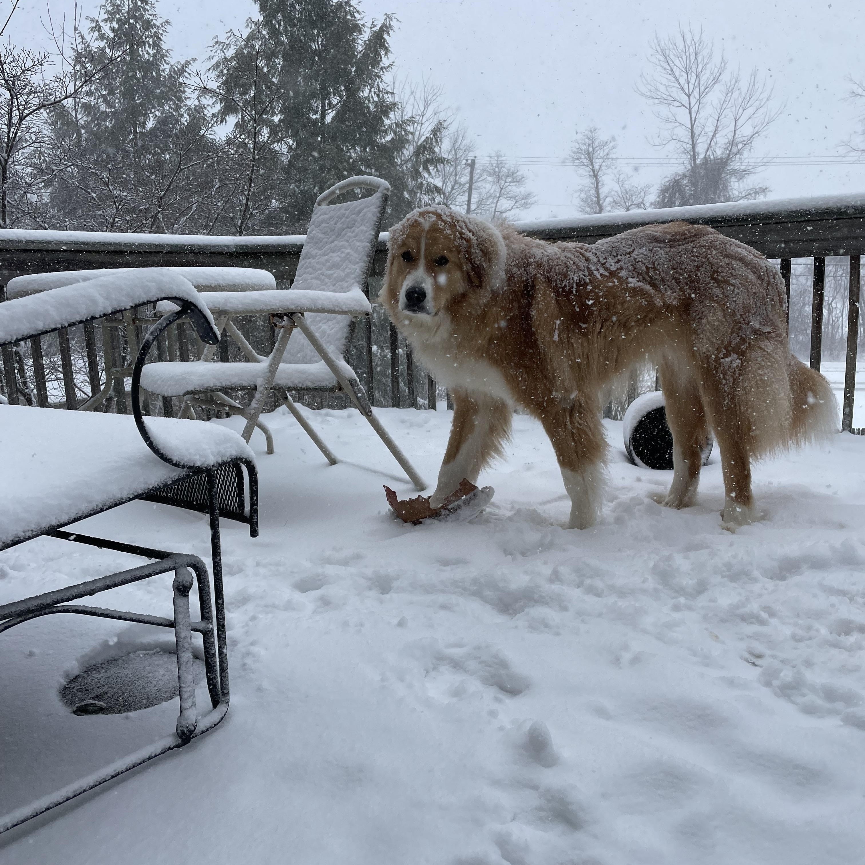 Luka, Adopted, Adult Male Great Pyrenees & Collie.