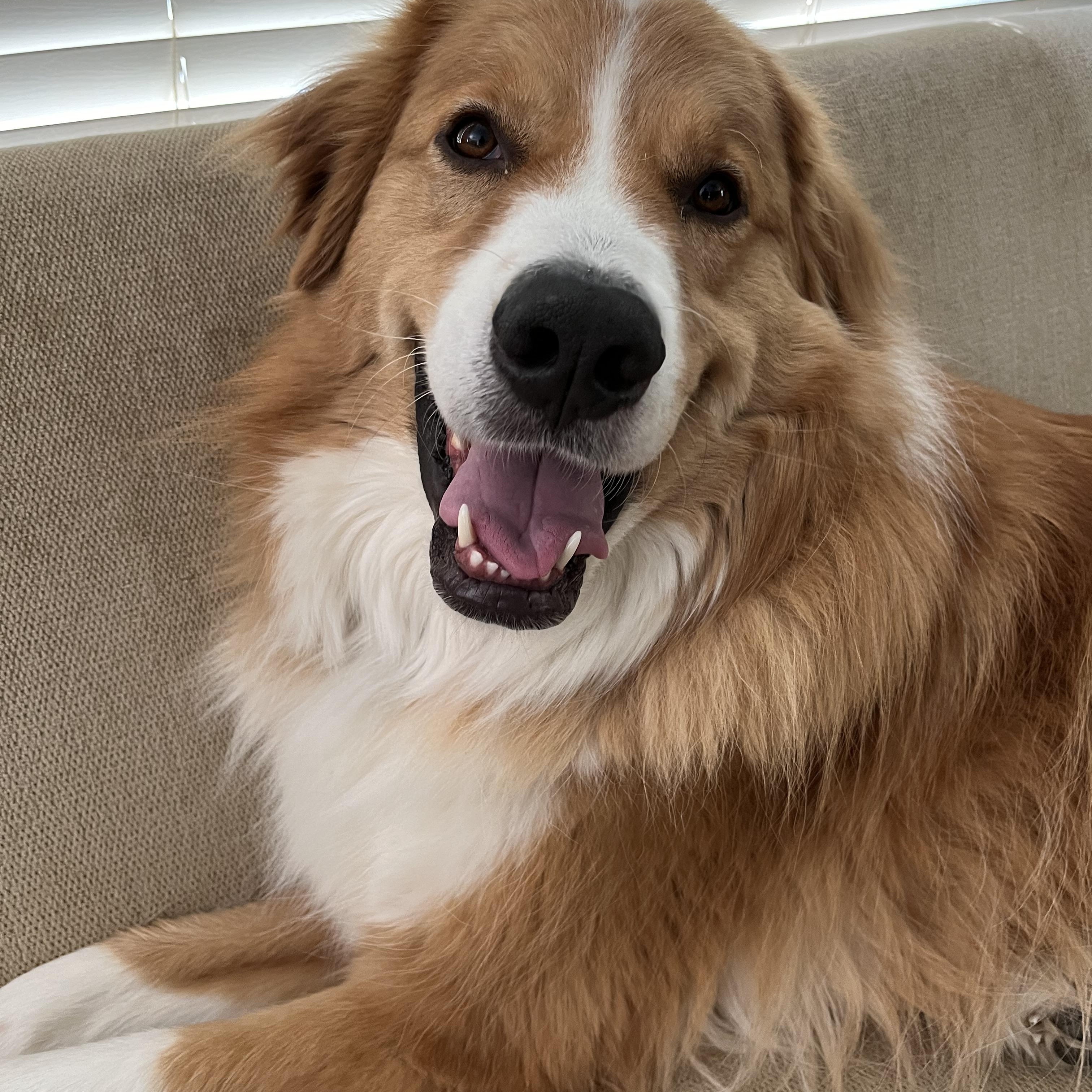 Enlarge Luka, a Adopted mixed breed in Effort, PA image 2/4