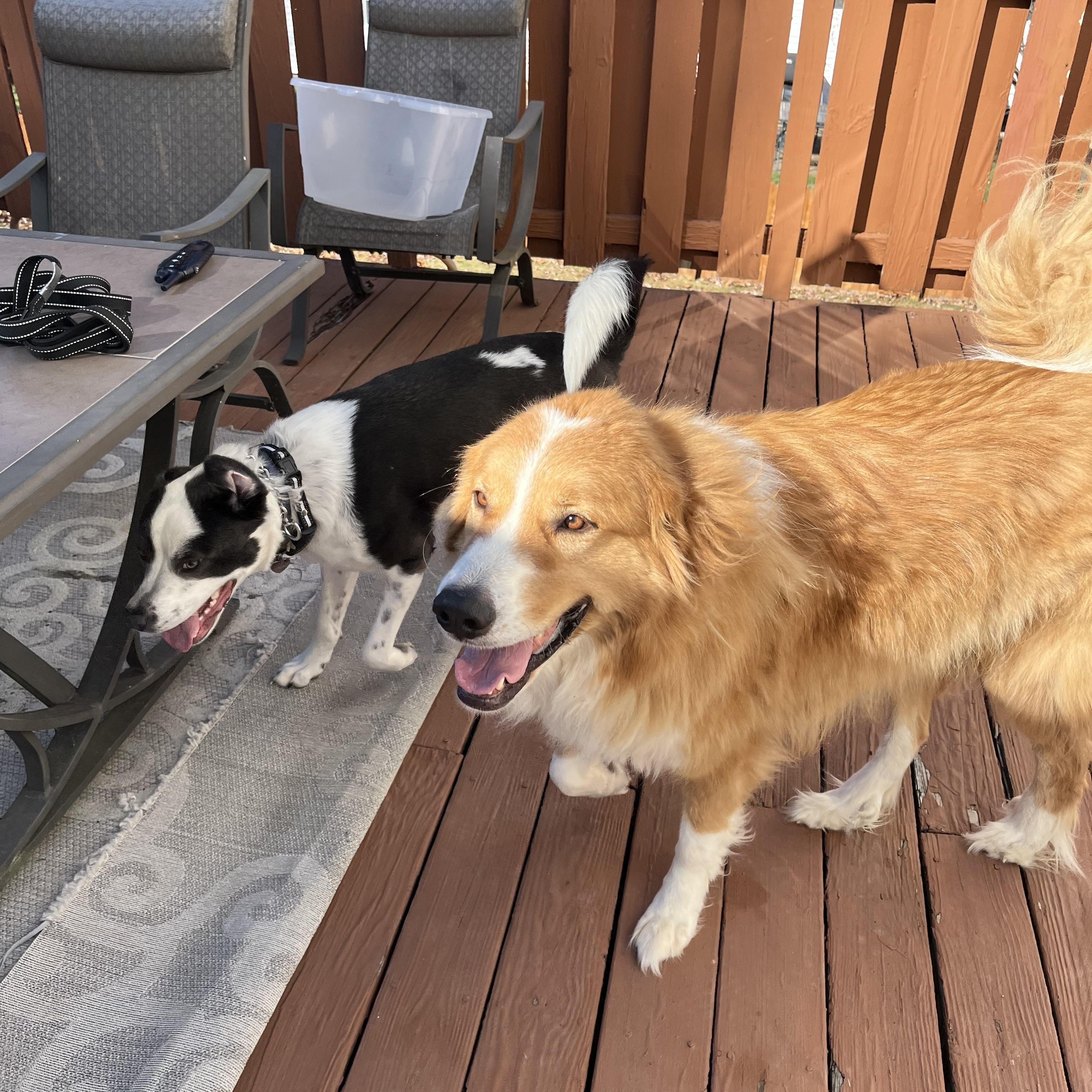 Enlarge Luka, a Adopted mixed breed in Effort, PA image 3/4