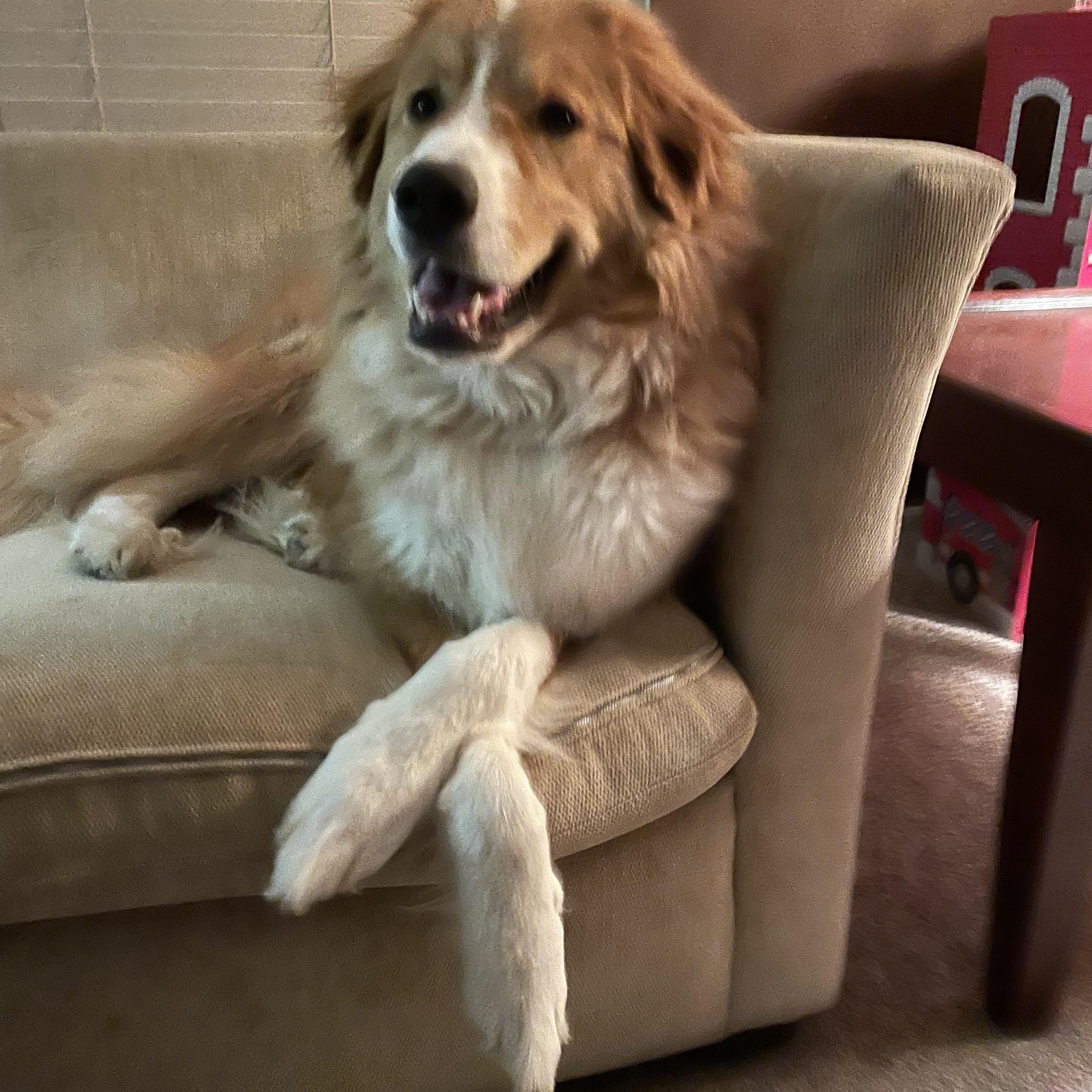 Enlarge Luka, a Adopted mixed breed in Effort, PA image 4/4