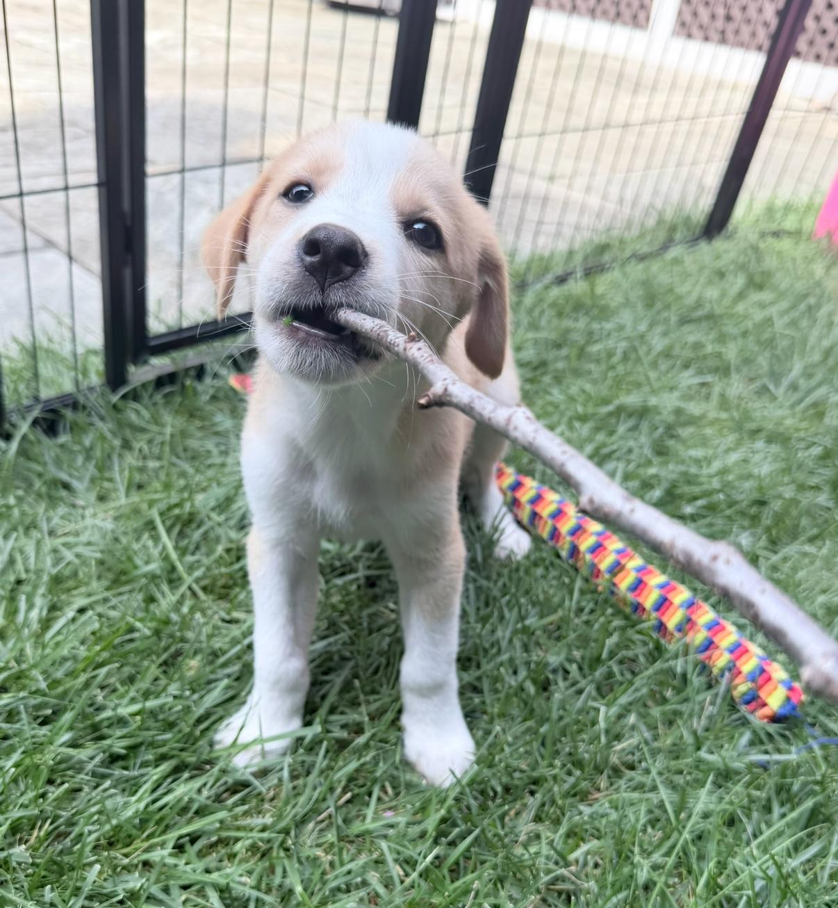Teddy, ADOPTABLE, Puppy Male Hound.