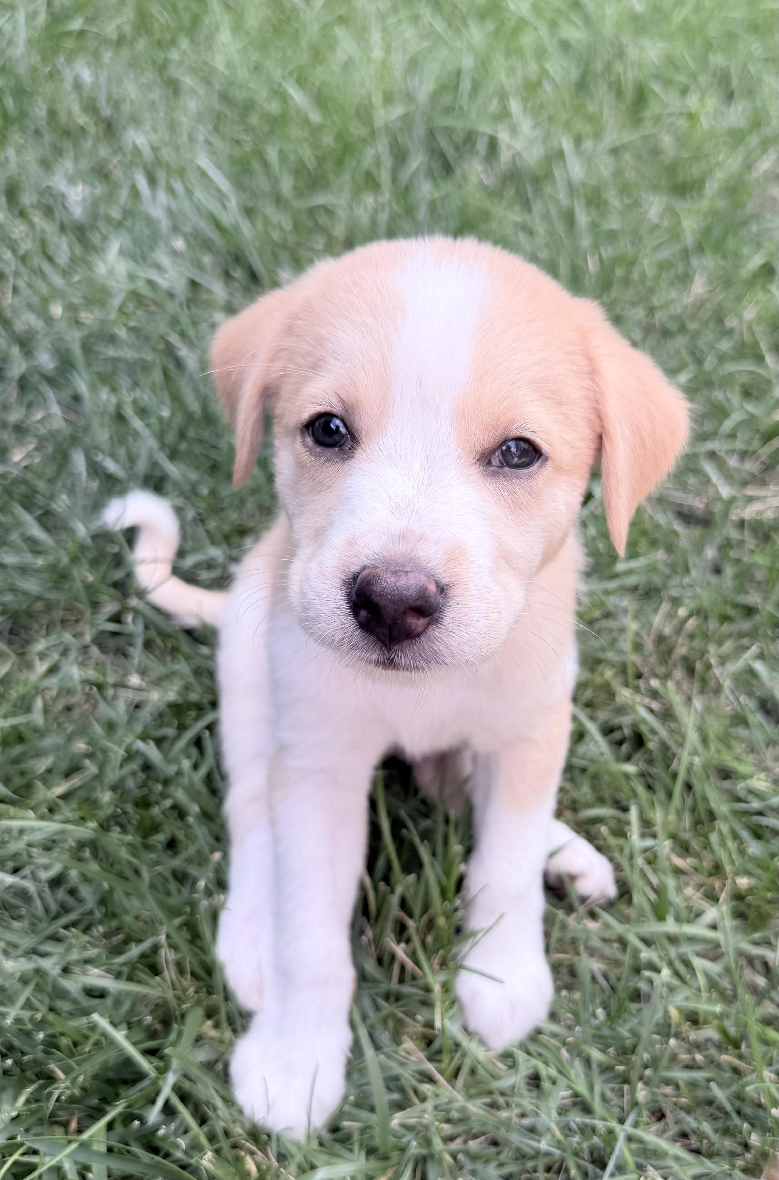 Teddy, a ADOPTABLE mixed breed in Fairfax, VA image 3/4