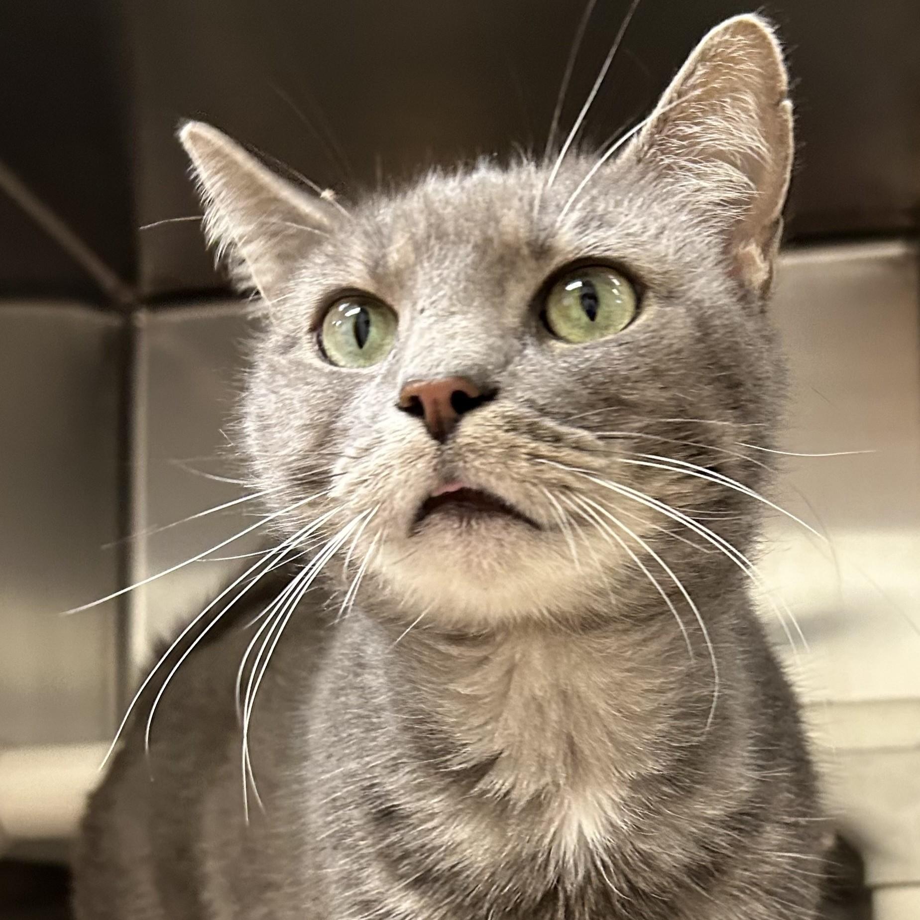 Enlarge Motley, a Adoptable Domestic Short Hair in St. Augustine, FL image 1/1