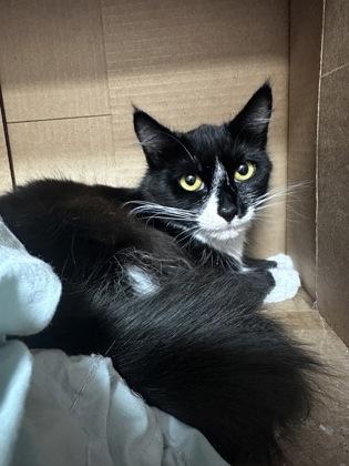 Mittens photo
