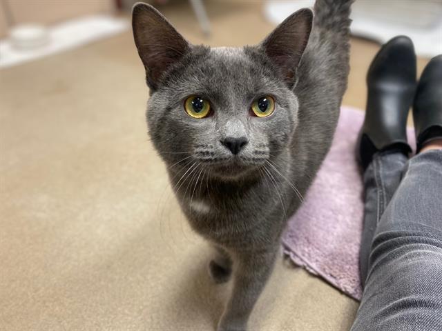 MUFASA, Adoptable, Young Male Domestic Short Hair.