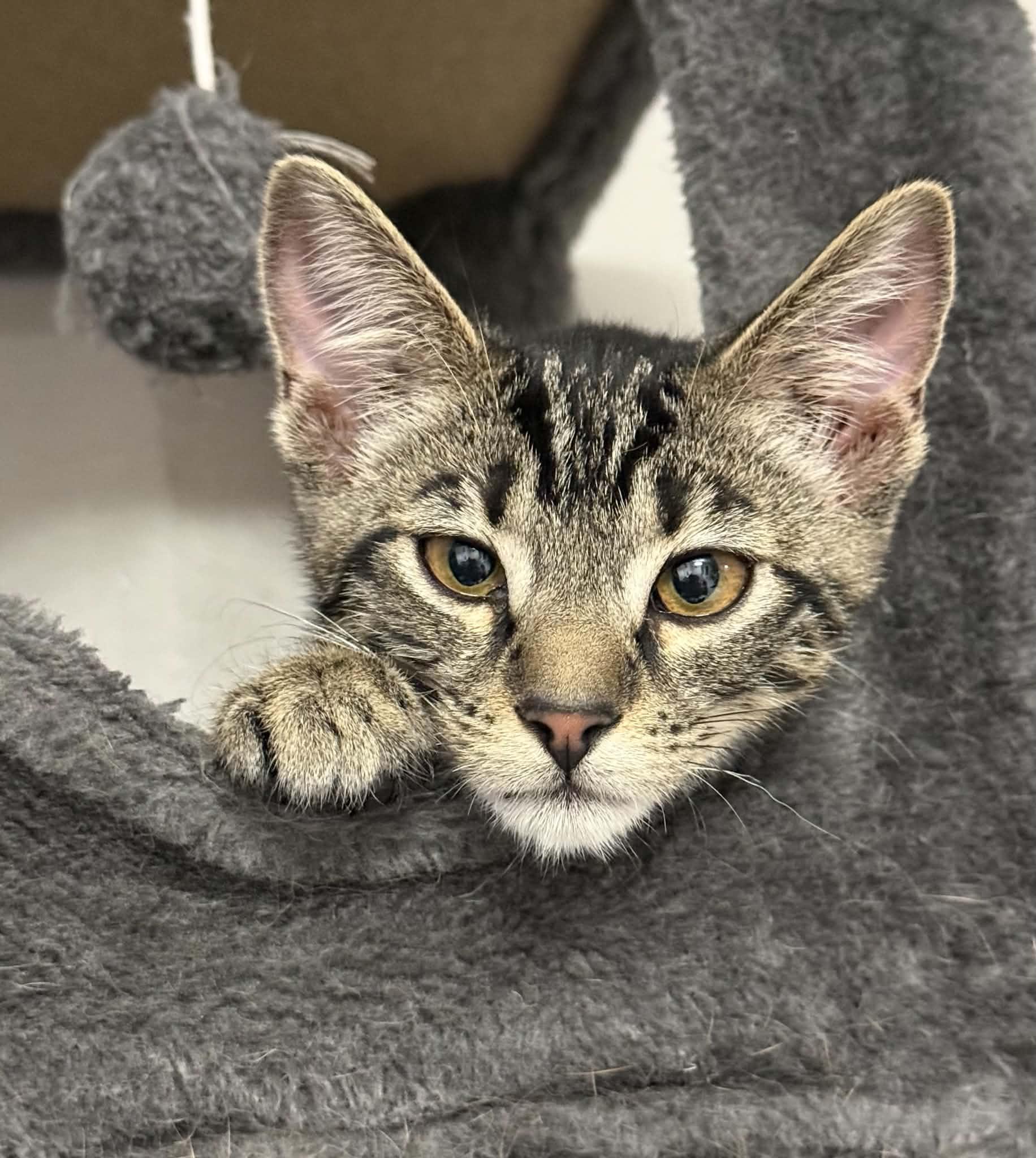 Enlarge Dani, a Adoptable Domestic Short Hair in Colcord, OK image 4/4