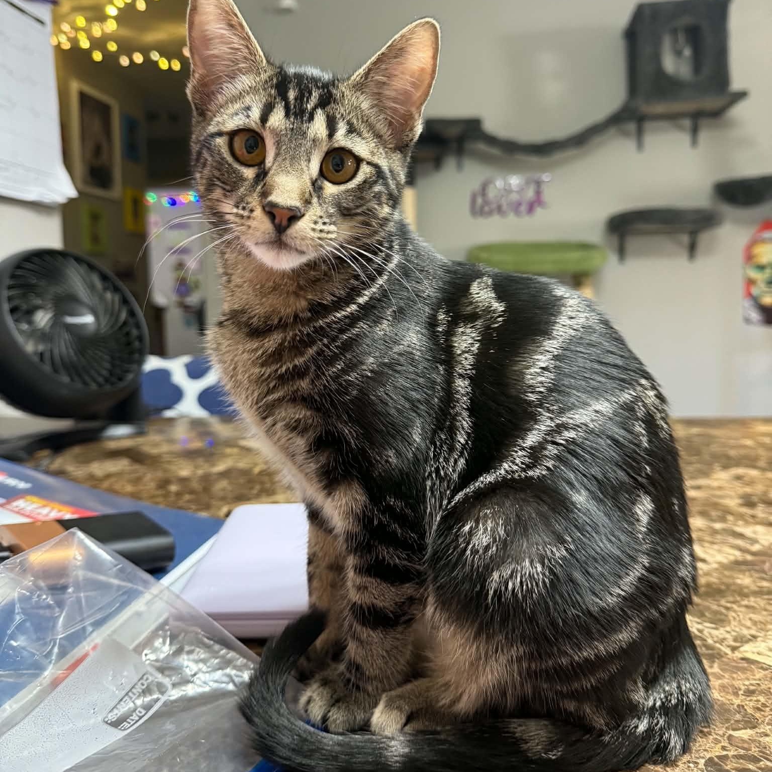 Dani, Adoptable, Young Female Domestic Short Hair.