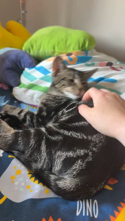 Enlarge Dani, a Adoptable Domestic Short Hair in Colcord, OK video 2/4