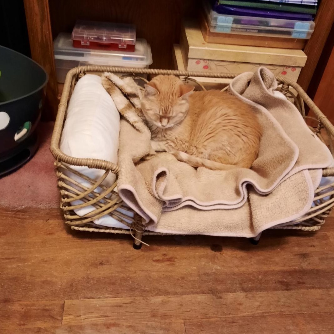 Morris, a Adoptable mixed breed in Omaha, NE image 4/6