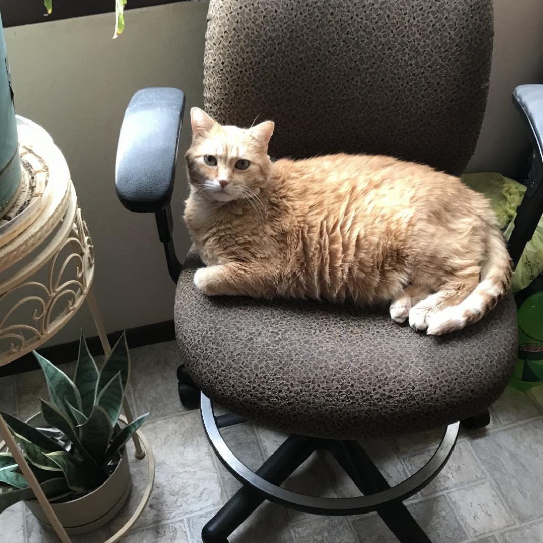 Morris, Adoptable, Senior Male Domestic Short Hair & Tabby.