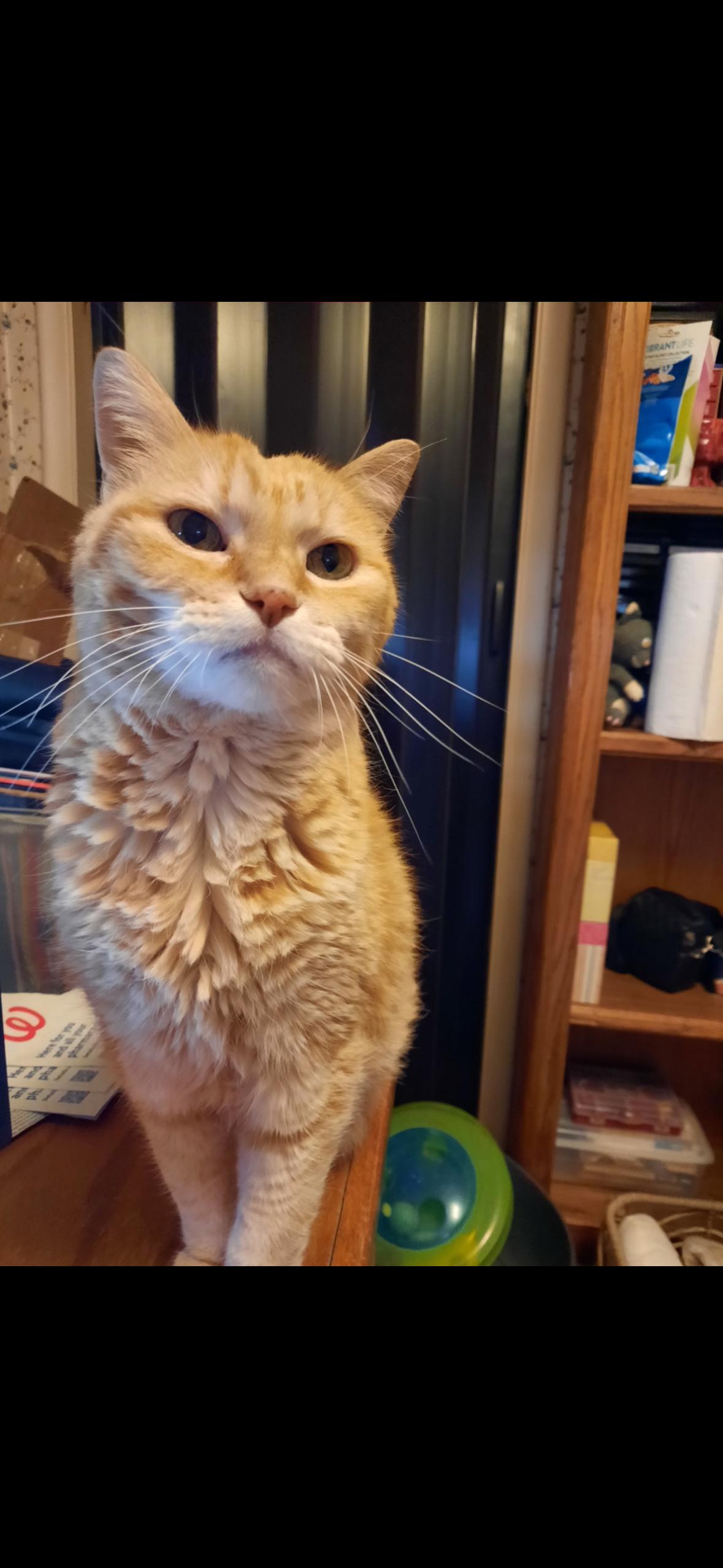 Morris, a Adoptable mixed breed in Omaha, NE image 3/6