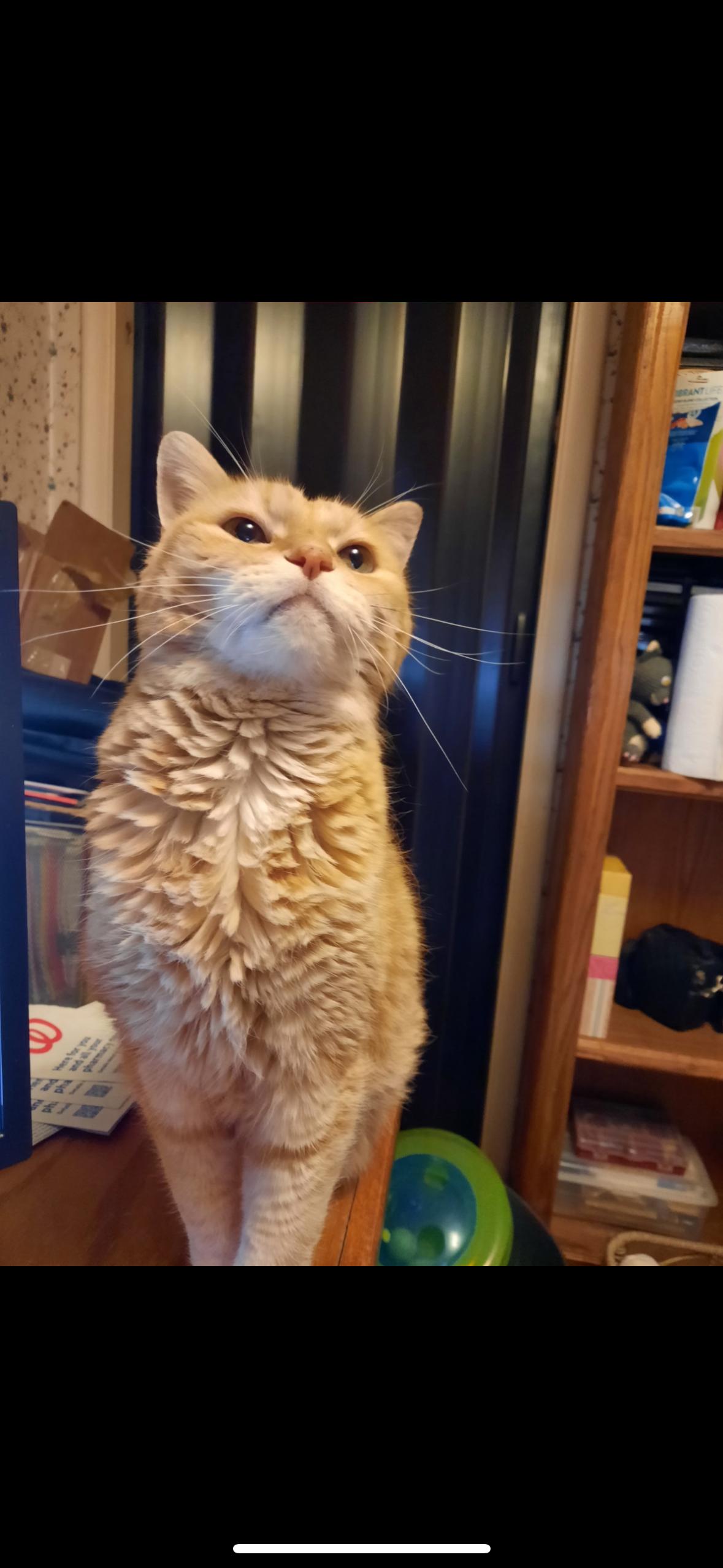 Morris, a Adoptable mixed breed in Omaha, NE image 6/6