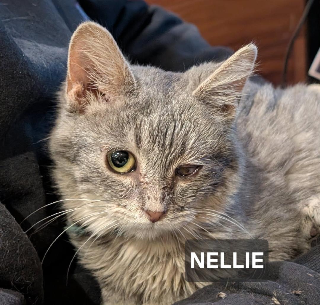 Enlarge Nellie, a Adoptable Tabby in Windom, MN image 1/1