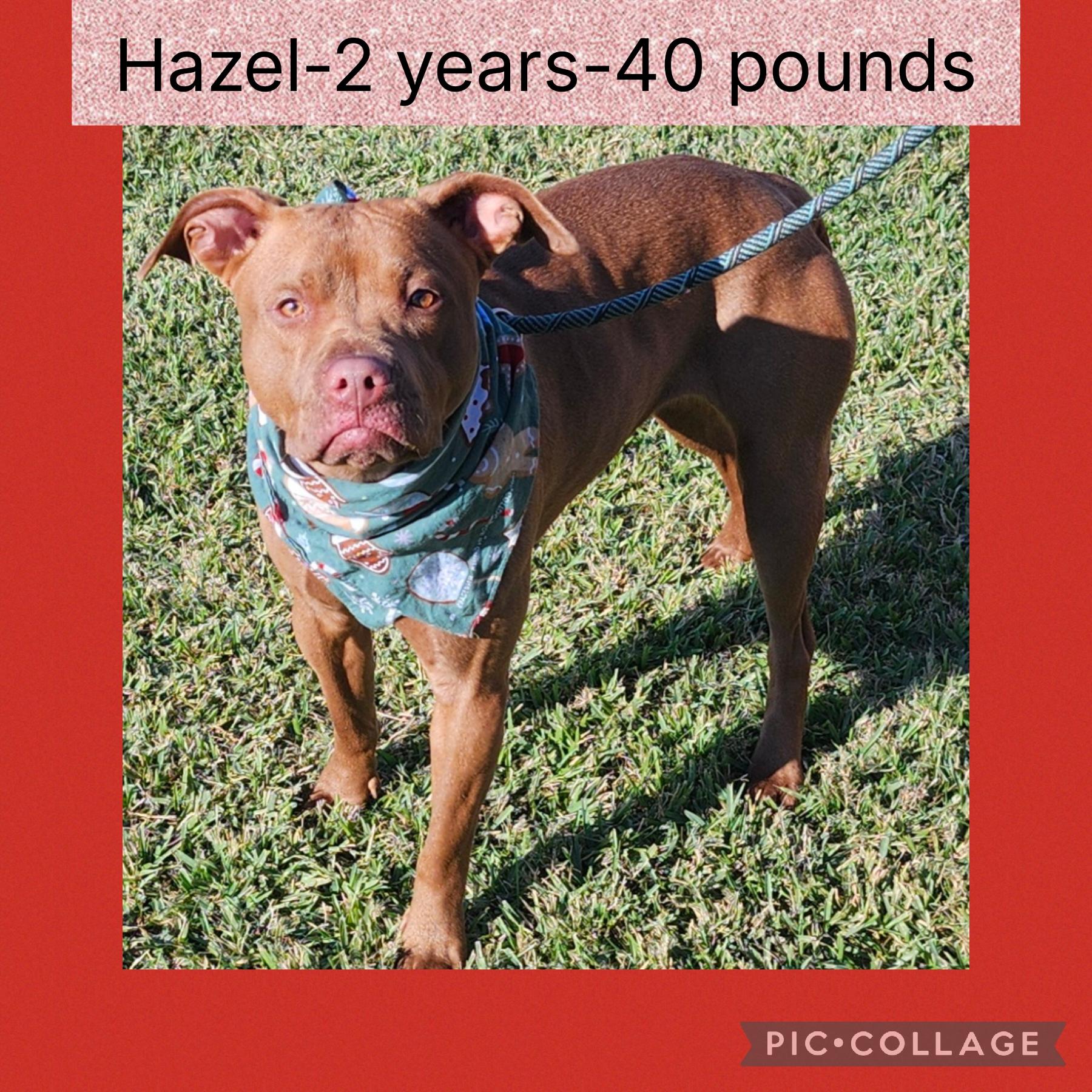 Enlarge Hazel, an adopted mixed breed in New Iberia, LA image 1/1