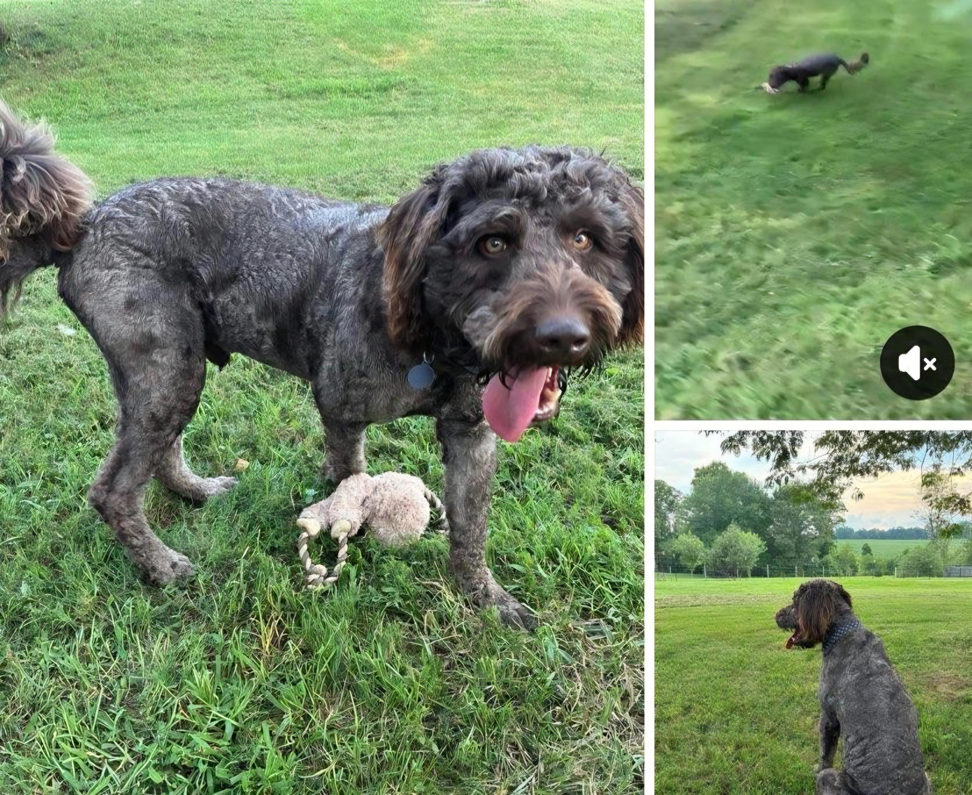 Enlarge Taz, a ADOPTABLE American Water Spaniel in Mooresville, NC image 1/1