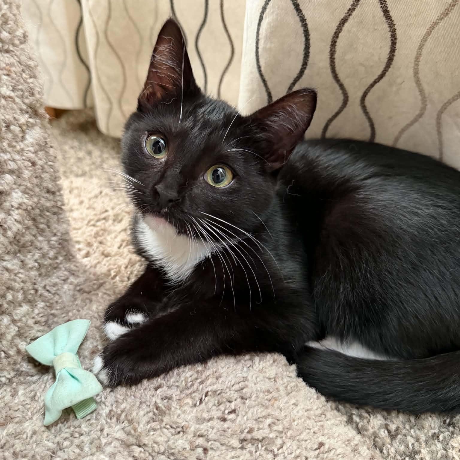 Alice, Adopted, Kitten Female Tuxedo.