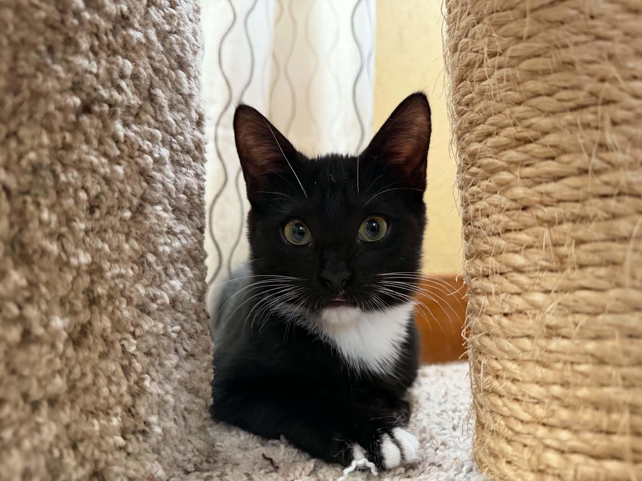 Enlarge Alice, a Adopted Tuxedo in New Bedford, MA image 4/5