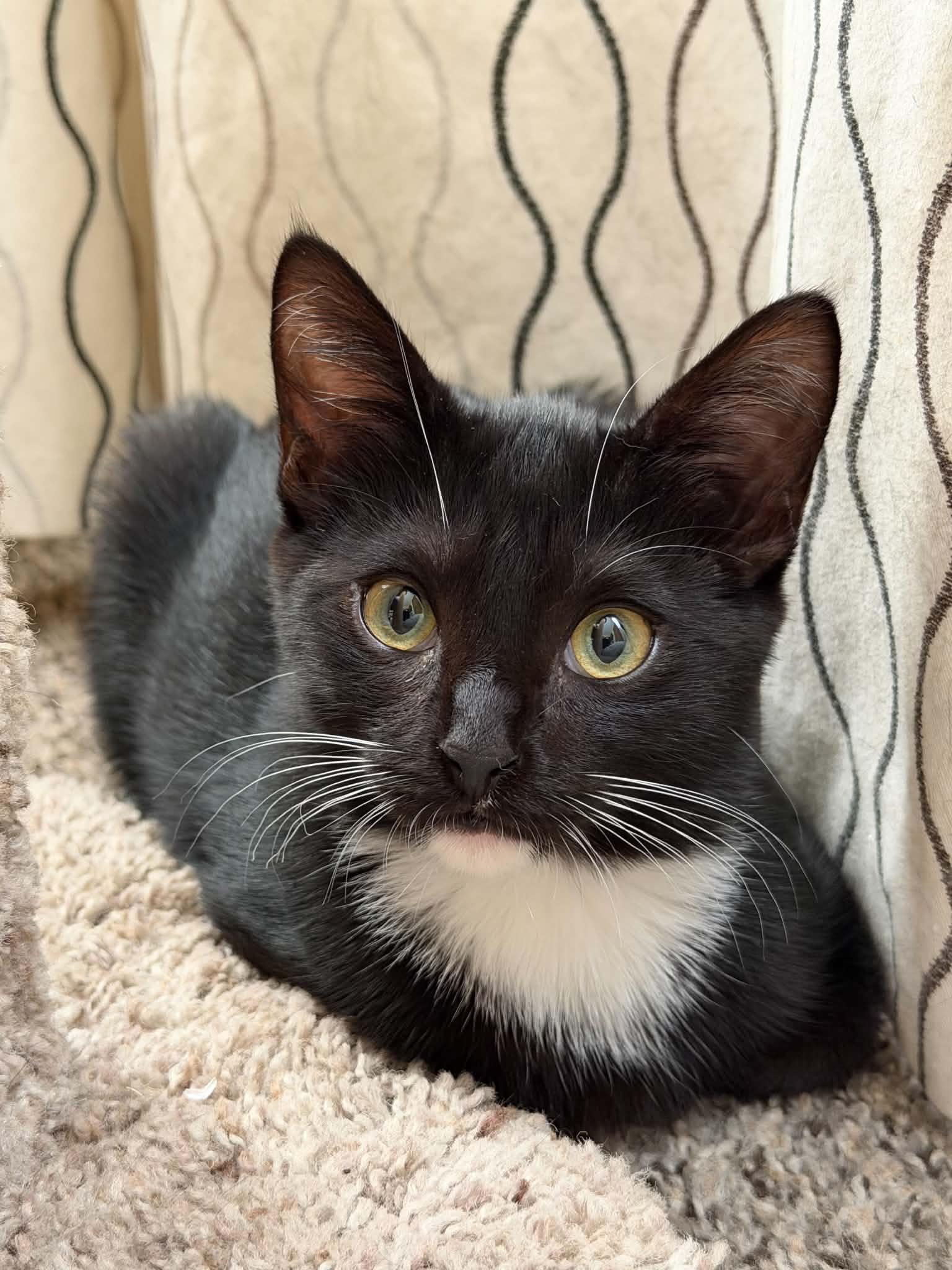 Enlarge Alice, a Adopted Tuxedo in New Bedford, MA image 2/5
