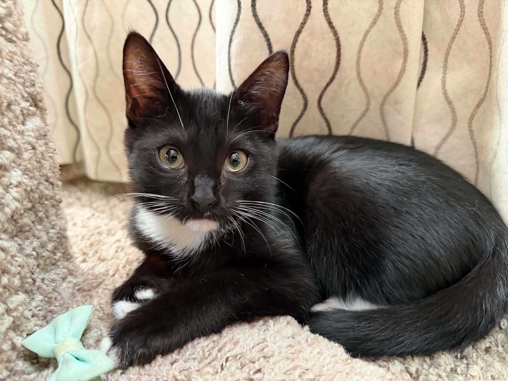 Enlarge Alice, a Adopted Tuxedo in New Bedford, MA image 5/5