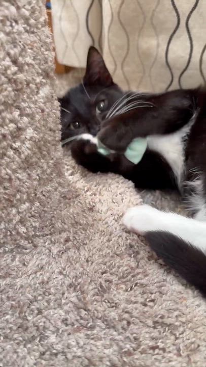 Enlarge Alice, a Adopted Tuxedo in New Bedford, MA video 3/5