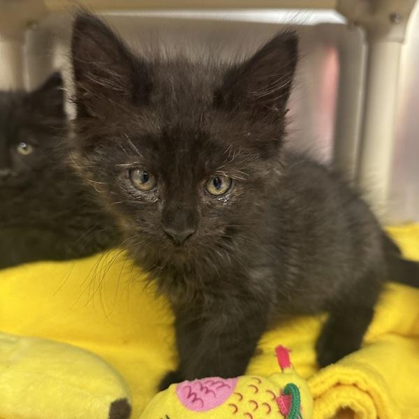 Carpenter, Adoptable, Kitten Male Domestic Medium Hair.