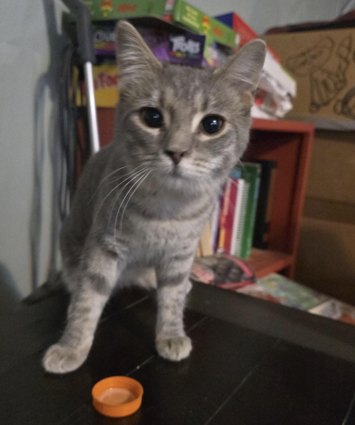 JuneBug, adoptable, Kitten Female Domestic Short Hair.