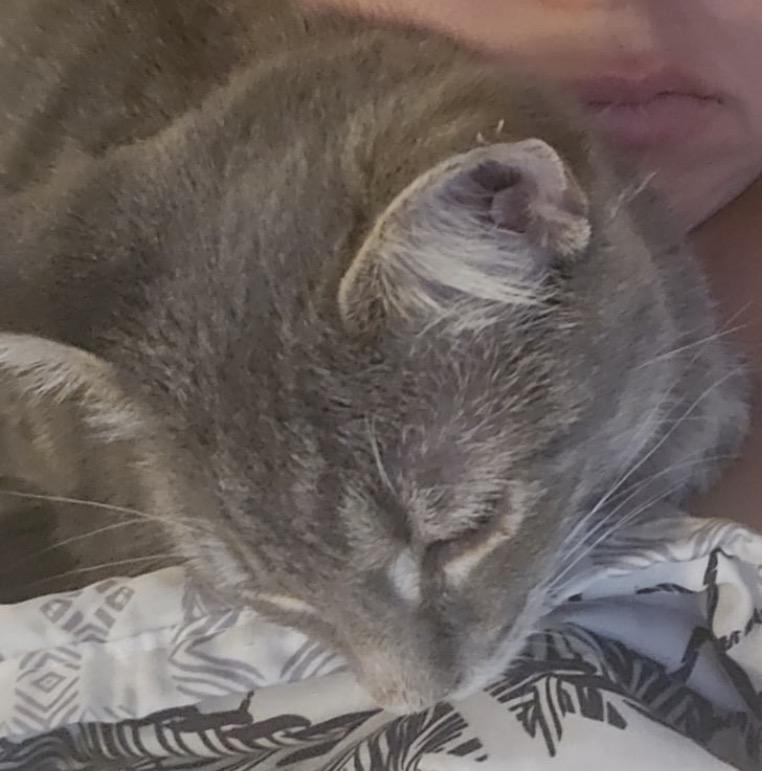 Enlarge JuneBug, an adoptable Domestic Short Hair in Maineville, OH image 2/4