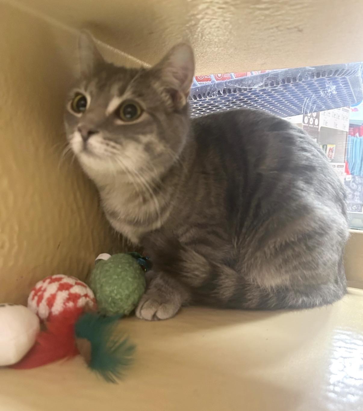 Enlarge JuneBug, an adoptable Domestic Short Hair in Maineville, OH image 3/4