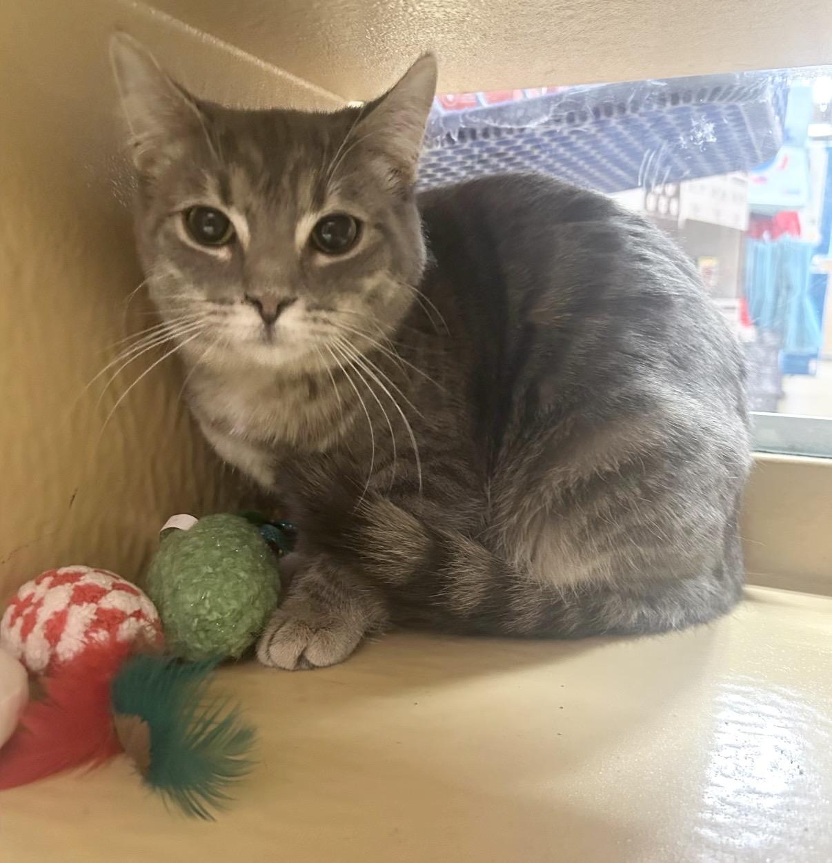 Enlarge JuneBug, an adoptable Domestic Short Hair in Maineville, OH image 4/4