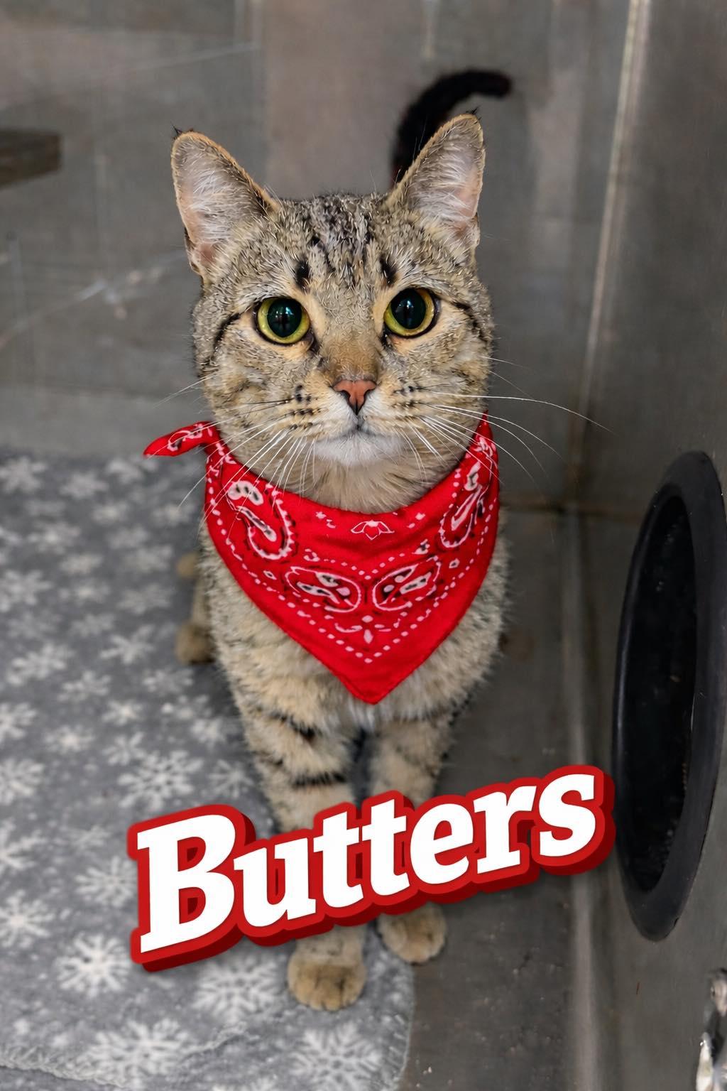 Enlarge Butters, a ADOPTABLE mixed breed in Bowie, TX image 1/1