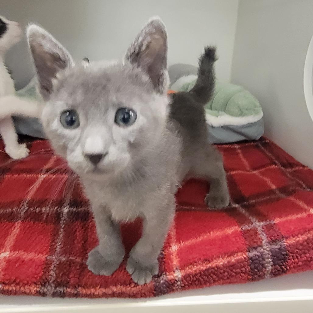 Enlarge Nickel, a Adoptable Domestic Short Hair in Phoenix, AZ image 1/1