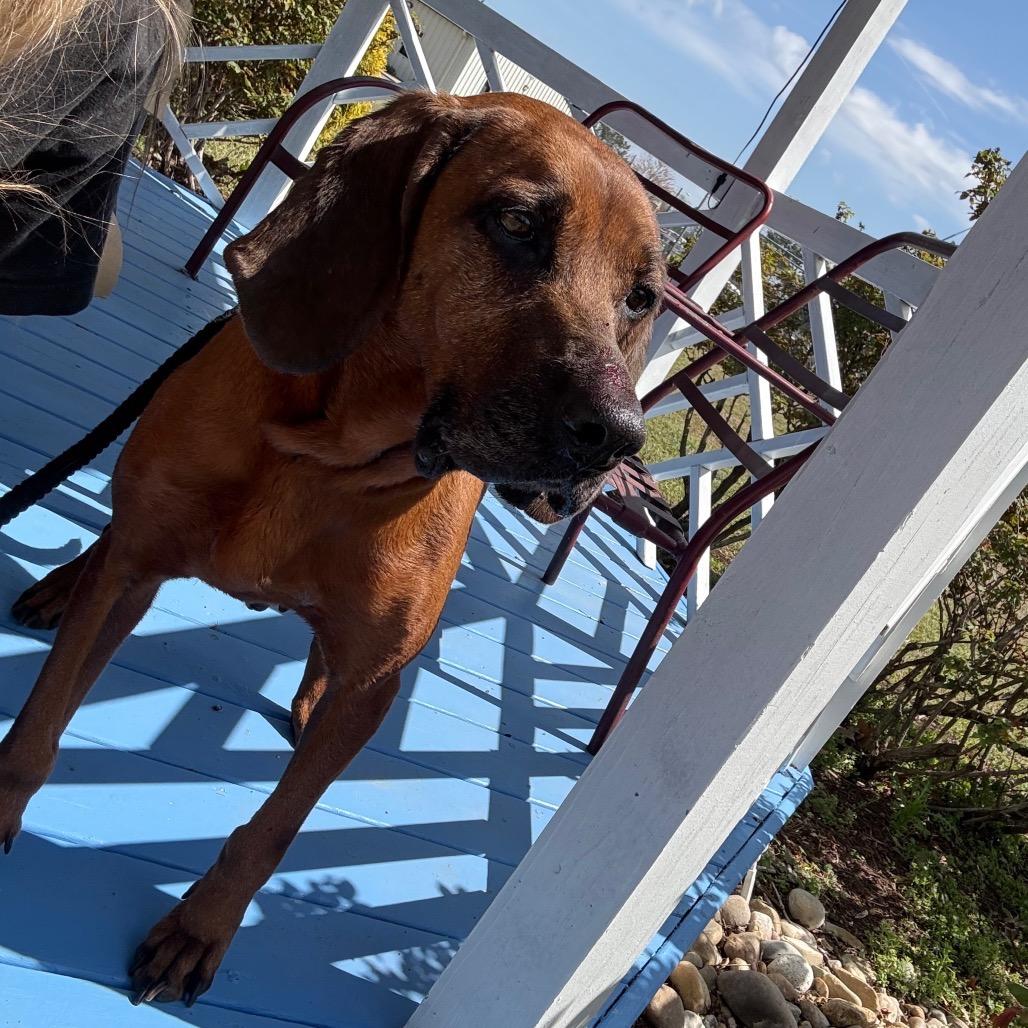 Nutter Butter, Adoptable, Senior Female Hound & Redbone Coonhound.