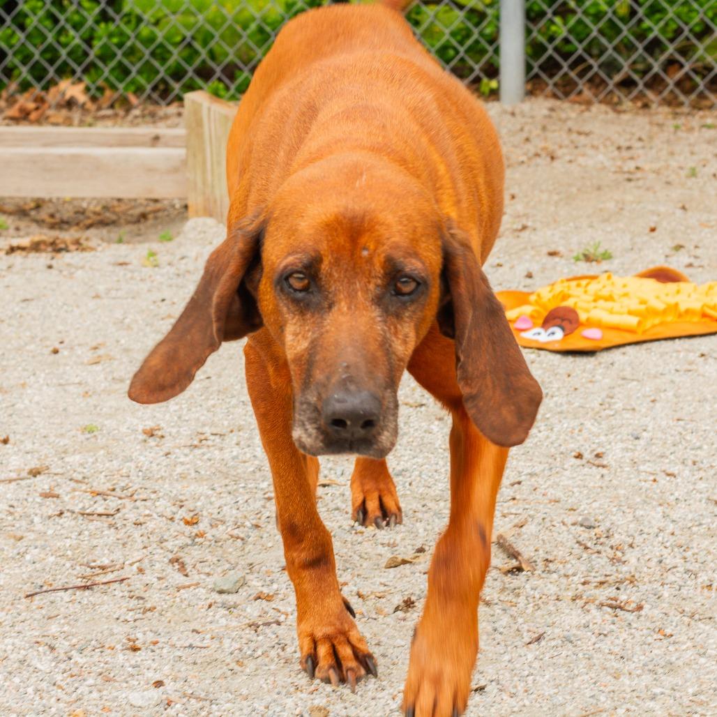 Nutter Butter, a Adoptable mixed breed in Windsor, VA image 2/6