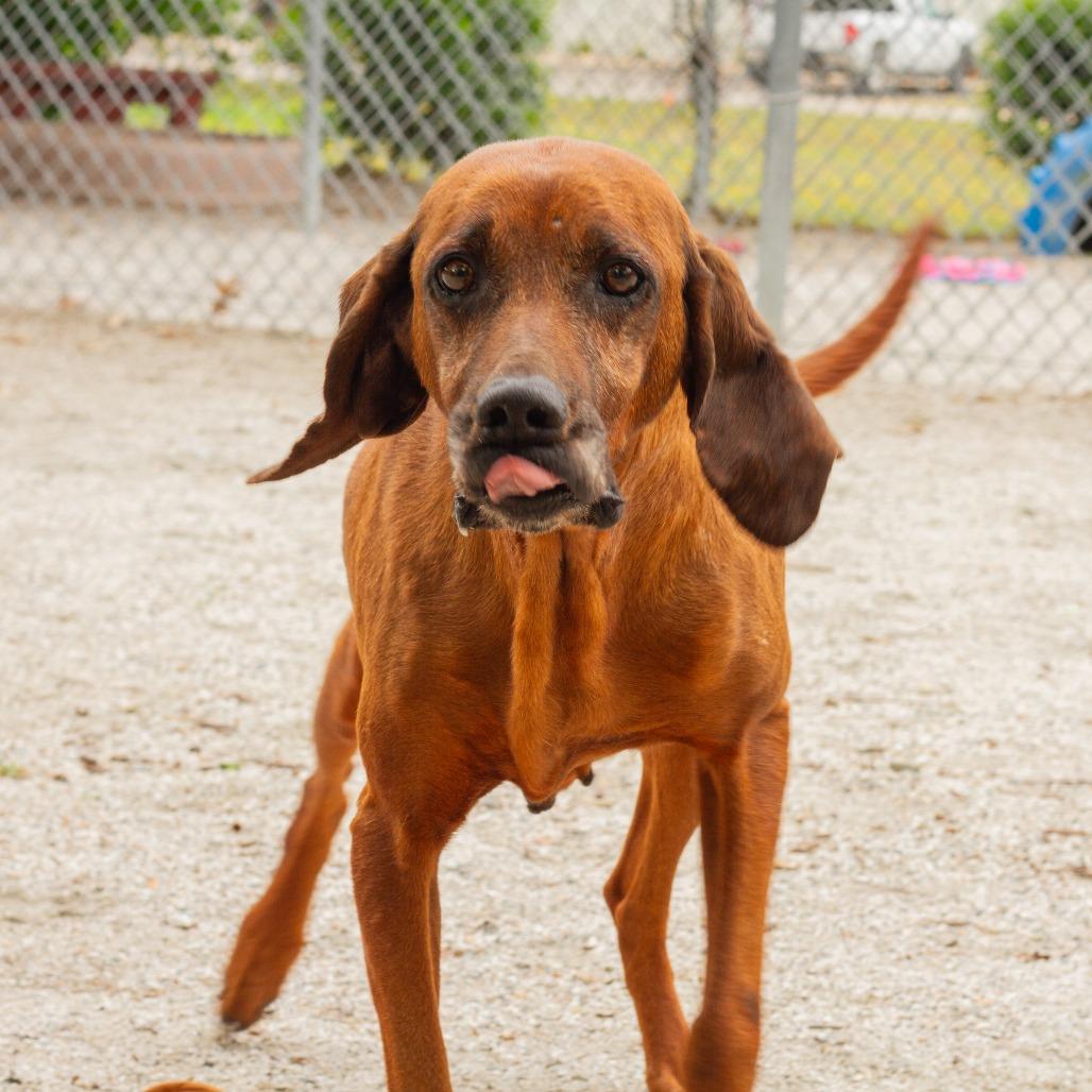 Nutter Butter, a Adoptable mixed breed in Windsor, VA image 3/6