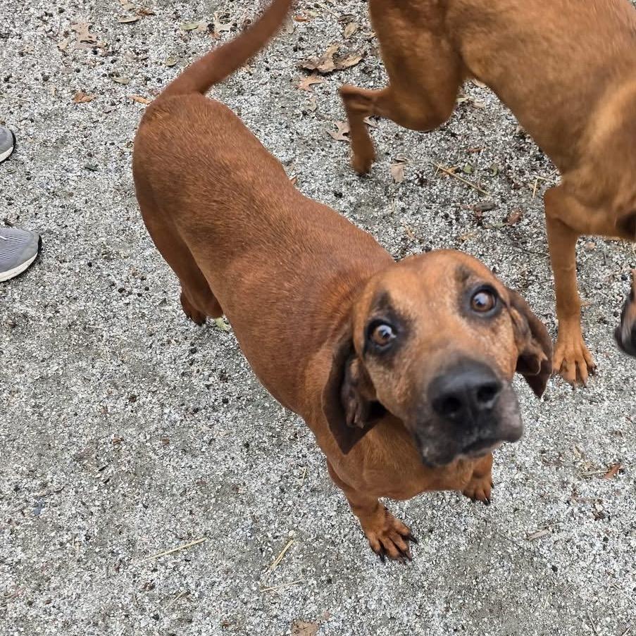 Nutter Butter, a Adoptable mixed breed in Windsor, VA image 4/6