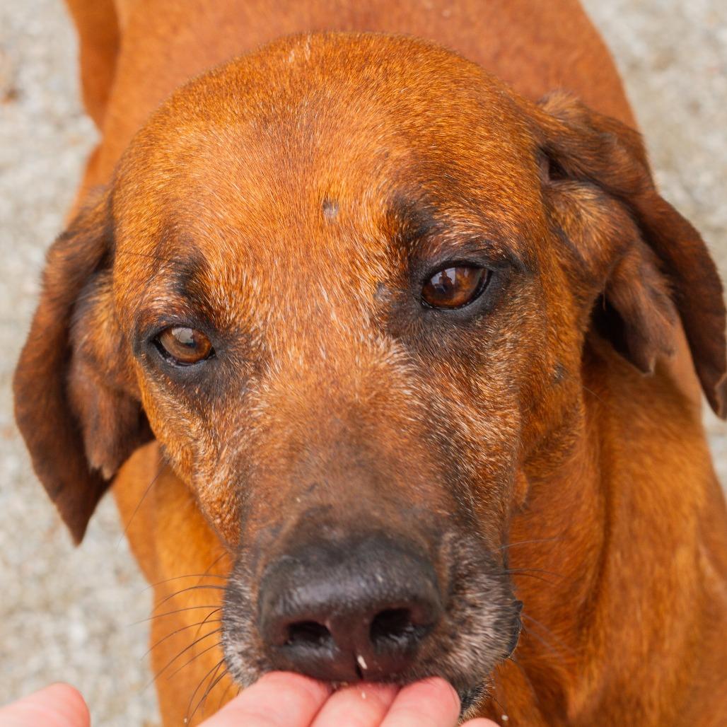 Nutter Butter, a Adoptable mixed breed in Windsor, VA image 5/6