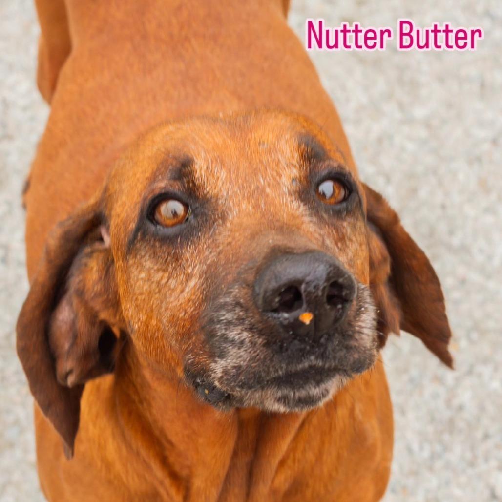 Nutter Butter, a Adoptable mixed breed in Windsor, VA image 6/6