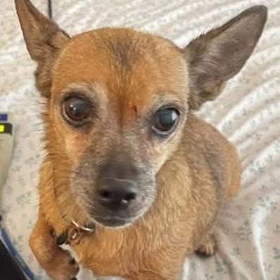 Roxy, Adoptable, Adult Female Chihuahua.