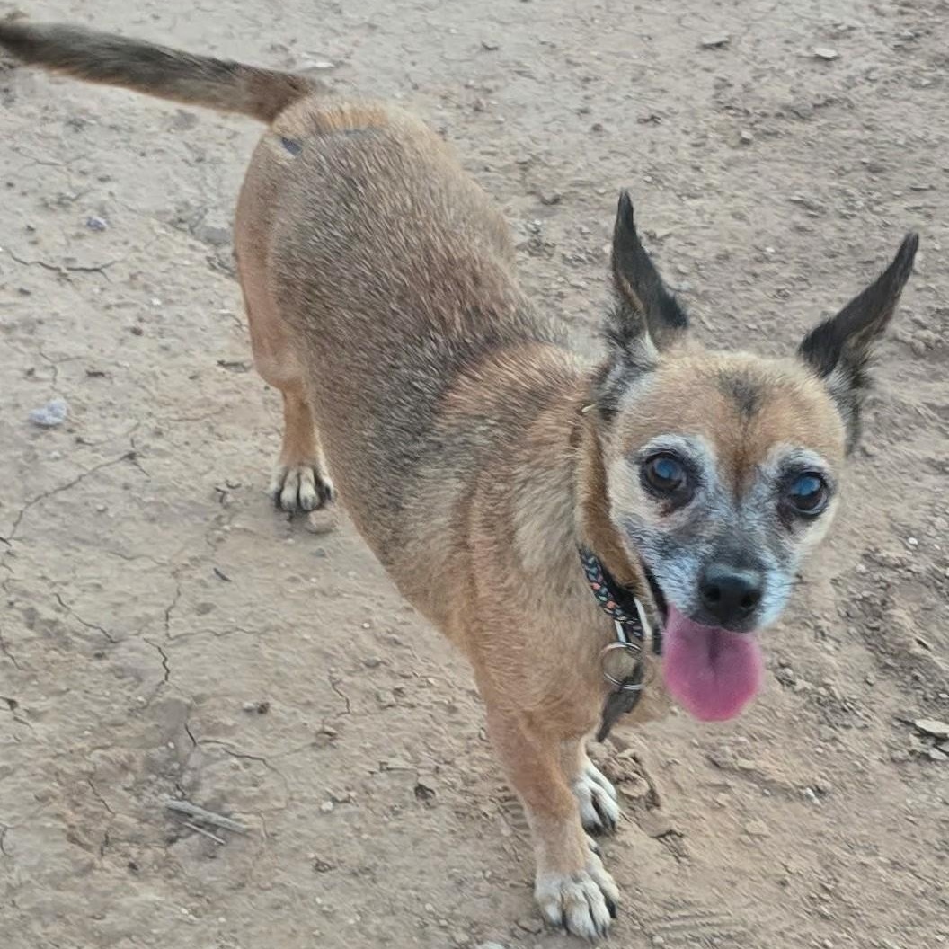 Enlarge Roxy, a Adoptable Chihuahua in Marana, AZ image 2/2
