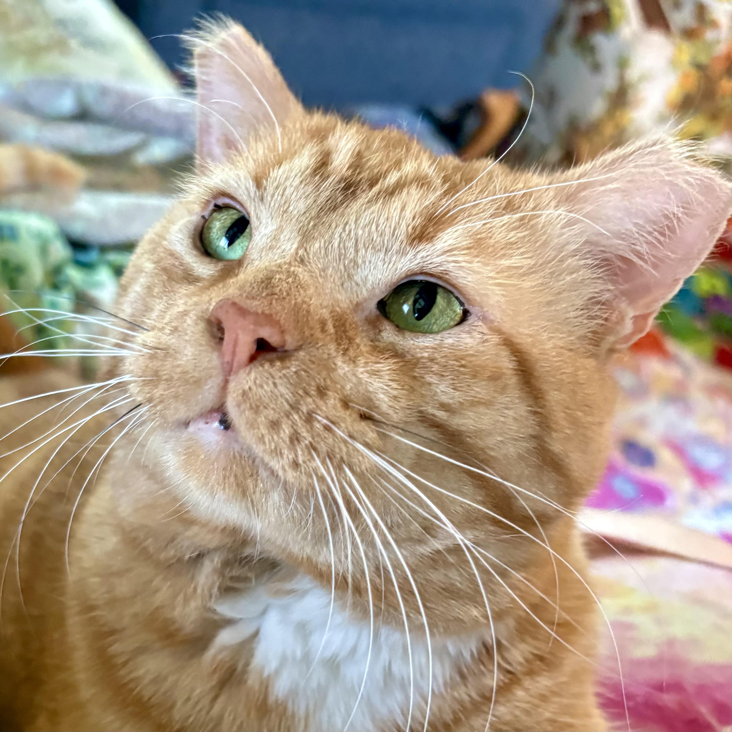 Enlarge Honey, a Adoptable Domestic Short Hair in Akron, OH image 3/3