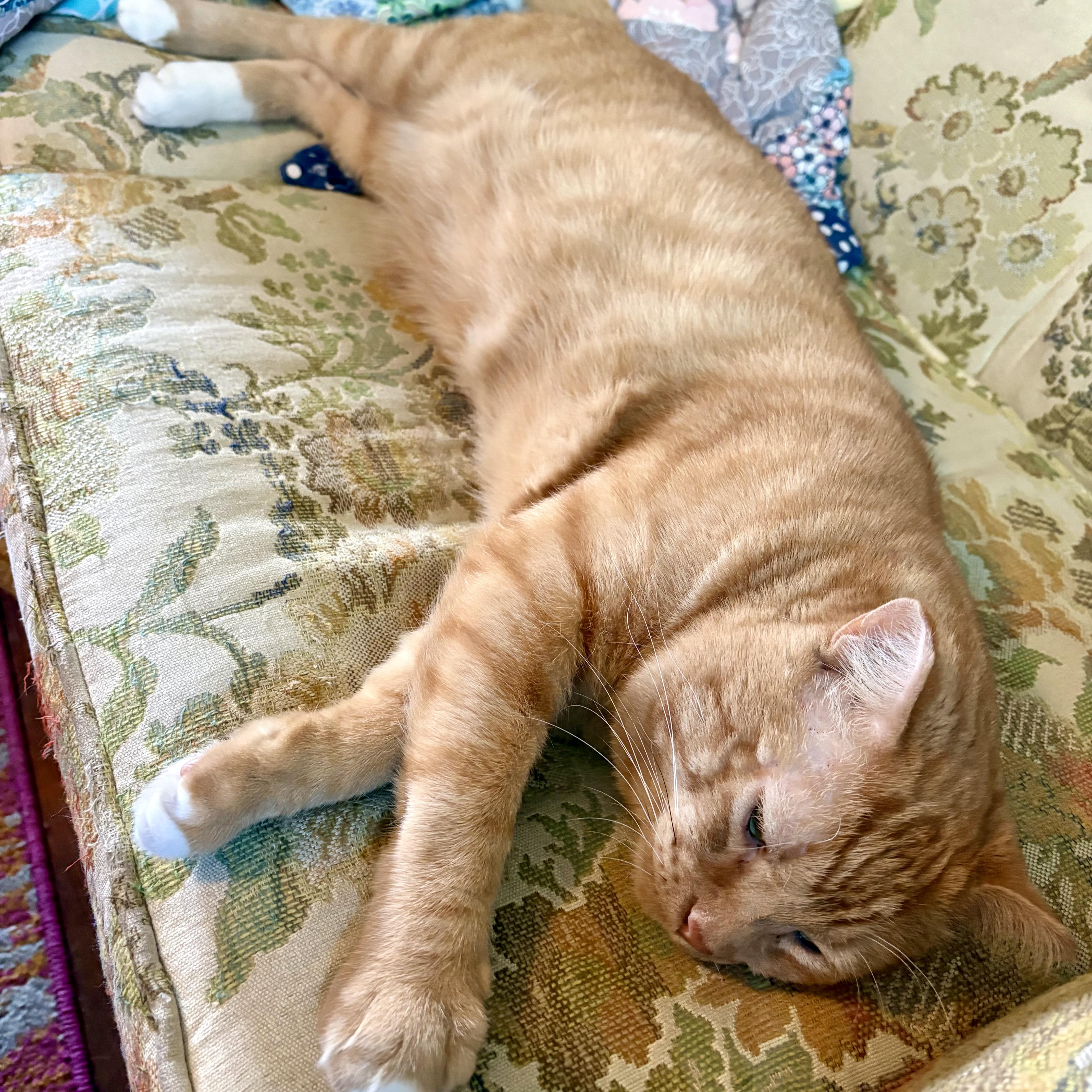 Enlarge Honey, a Adoptable Domestic Short Hair in Akron, OH image 2/3