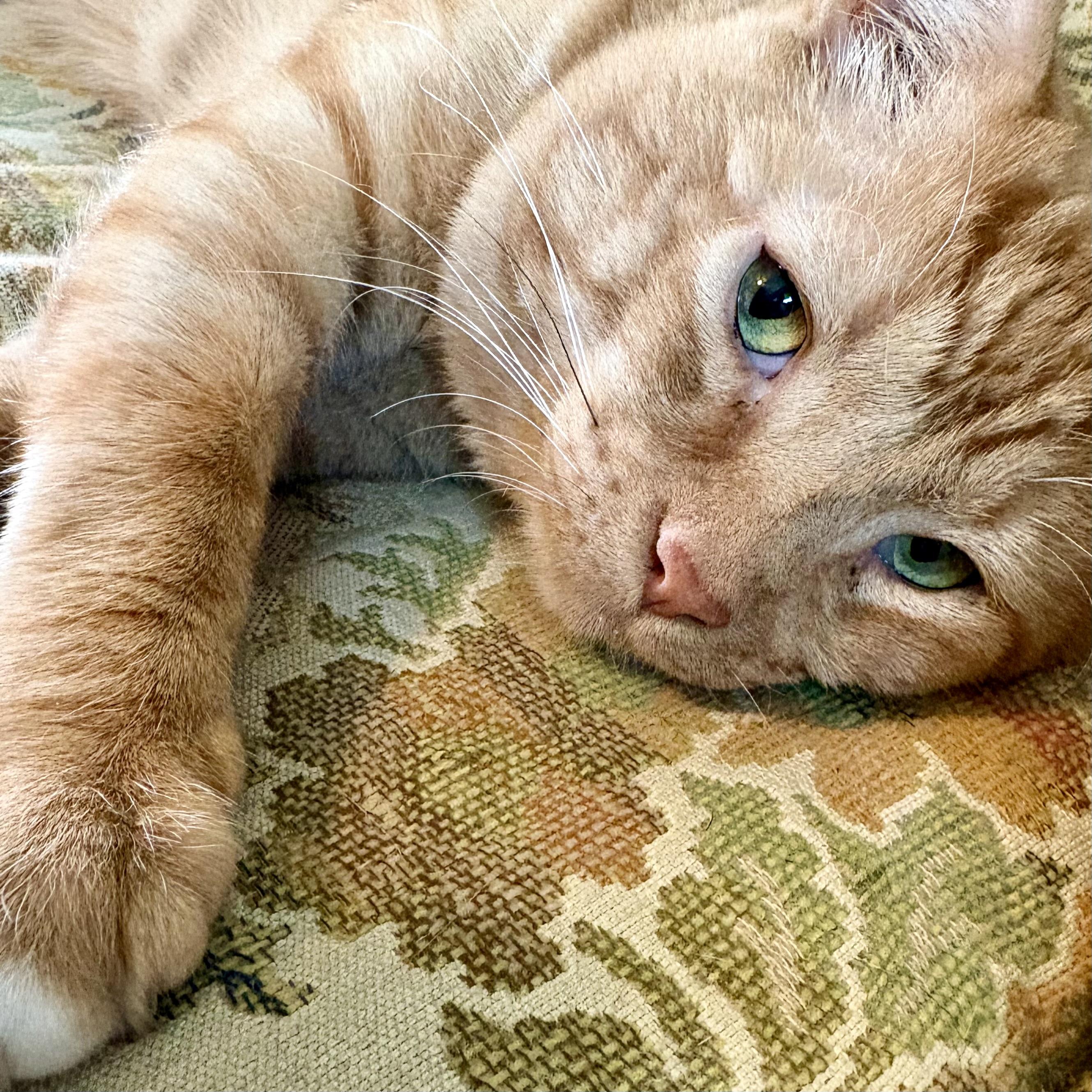 Enlarge Honey, a Adoptable Domestic Short Hair in Akron, OH image 1/3